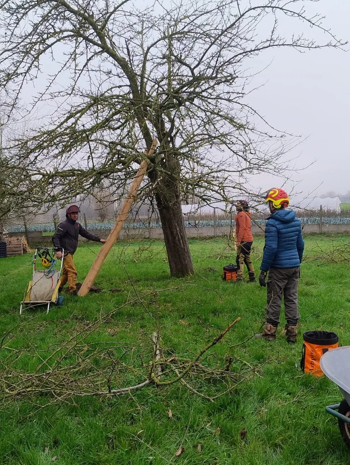 Herstel van een historische Hoogstamboomgaard