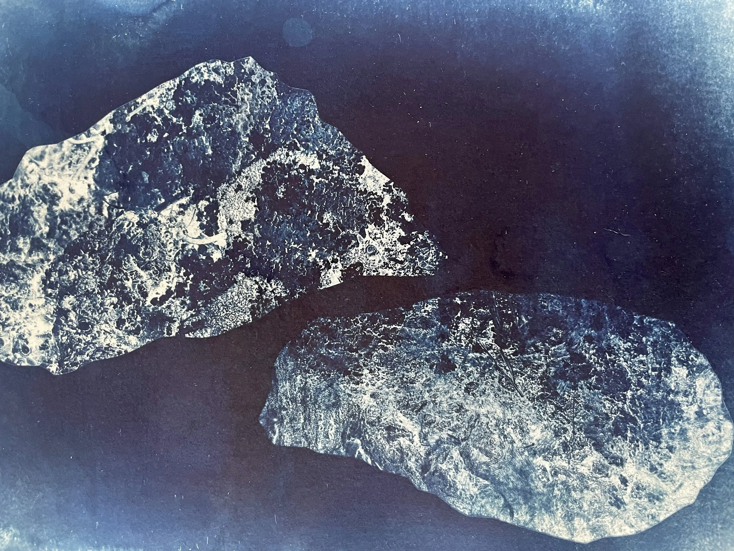 untitled / cyanotype on handmade paper 21cmx30cm / 2025