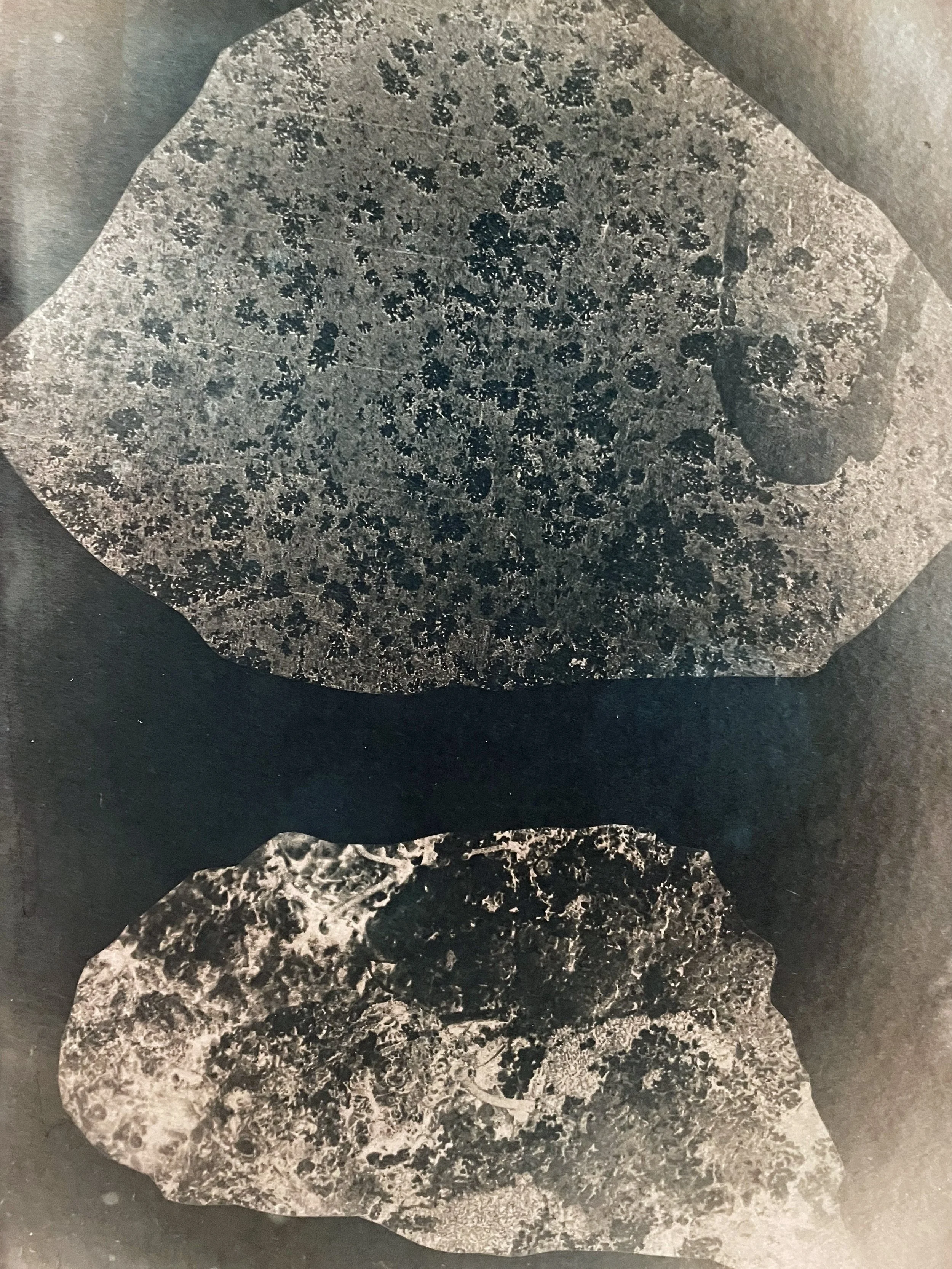 untitled / toned cyanotype on handmade paper 21cmx30cm / 2025
The series of partially tinted cyanotypes was created on the basis of photographs of the historic trees in Bern's Elfenau Park and is dedicated to the fascinating world of these tree creat