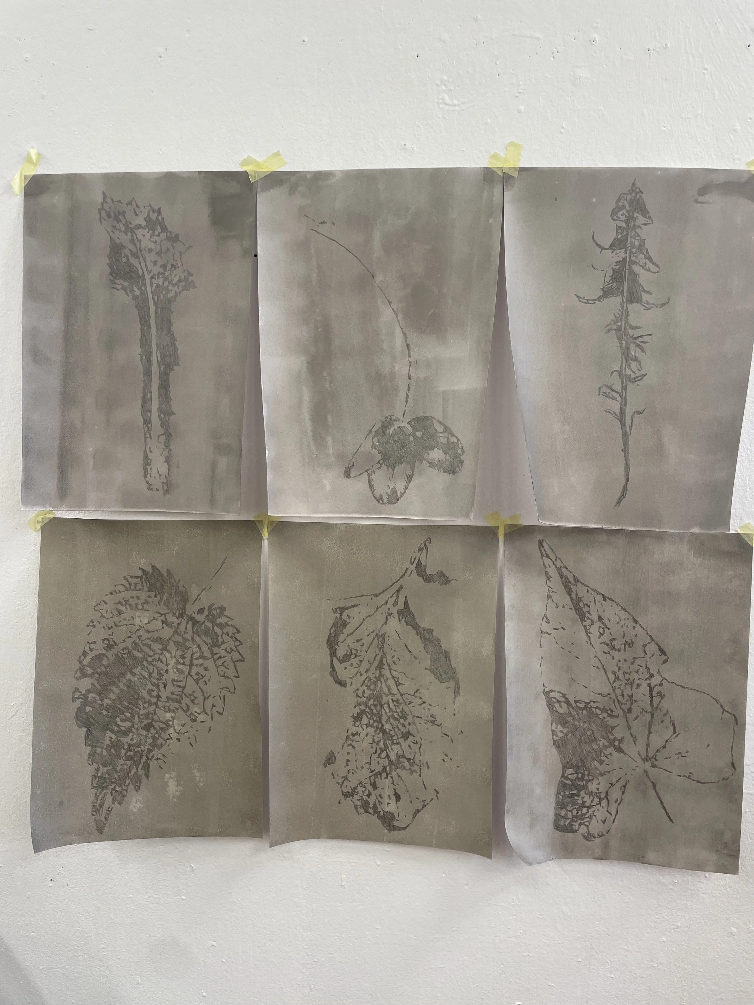 "weeds" / pencil on paper