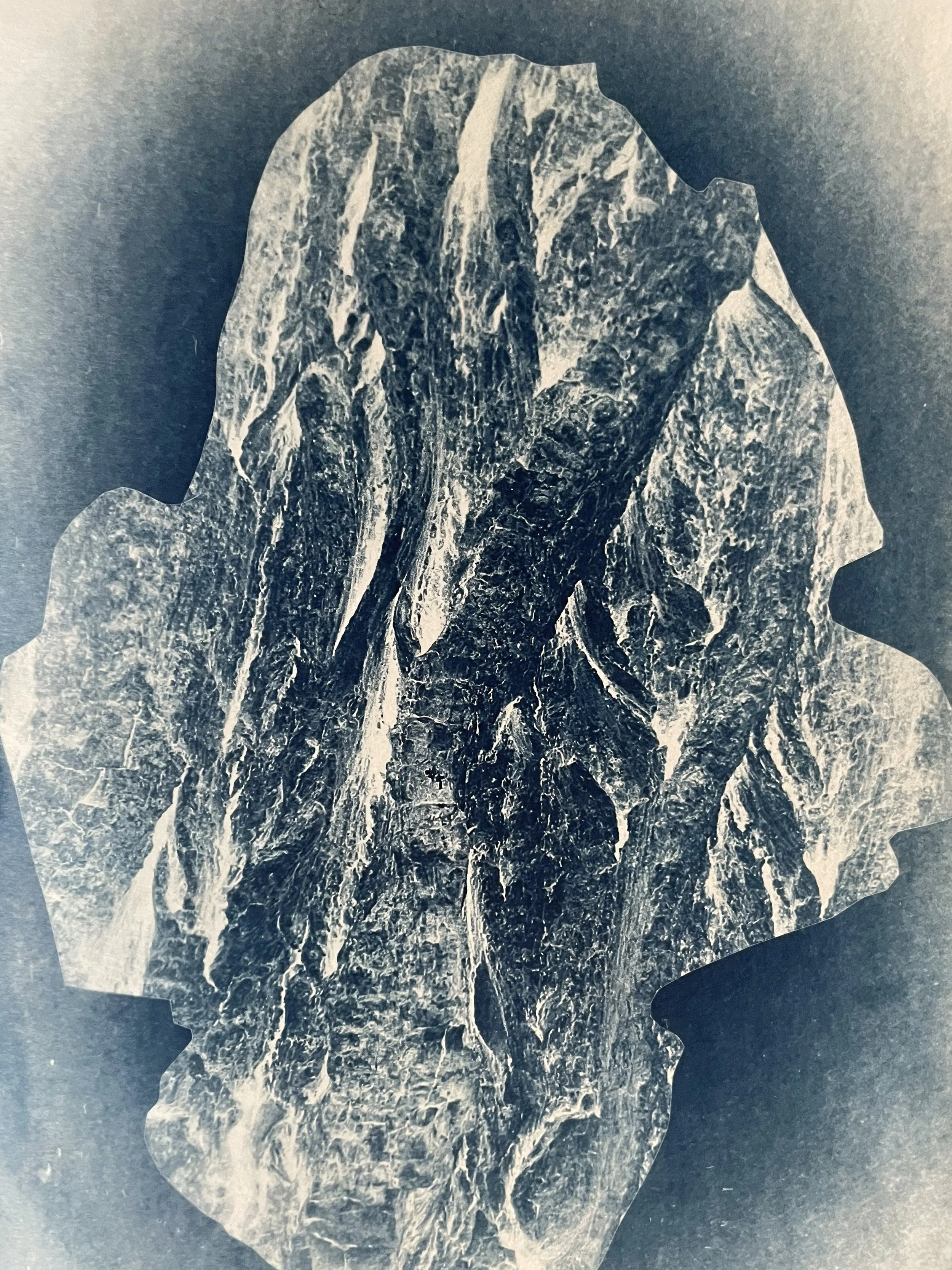untitled / cyanotype on handmade paper 21cmx30cm / 2025