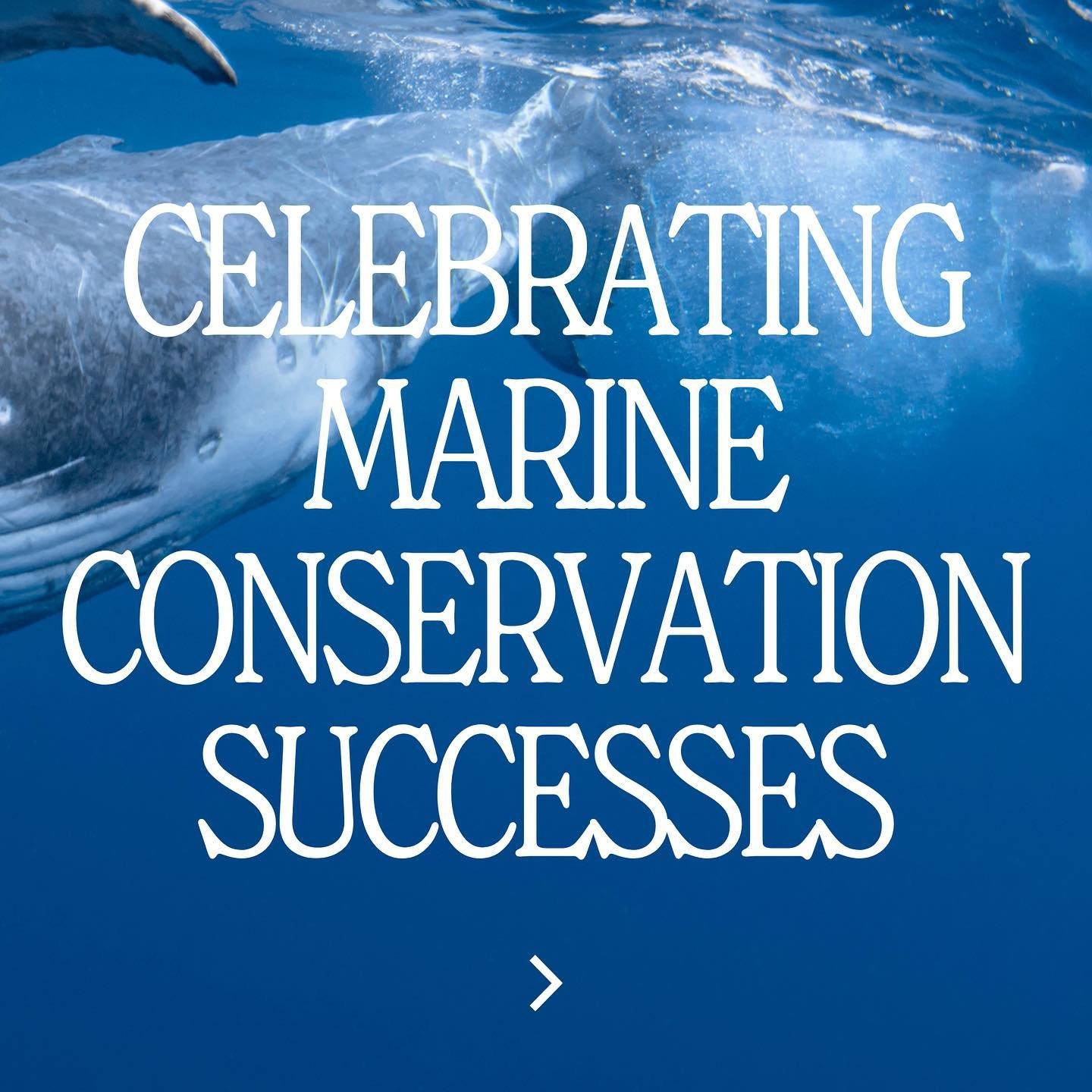 🌊 Celebrating Progress in Marine Conservation 🐋✨

Exciting updates from the ocean depths: Grey whales are rebounding, humpback populations approach their historic numbers, and North Sea cod have made a stunning recovery&mdash;all thanks to dedicate