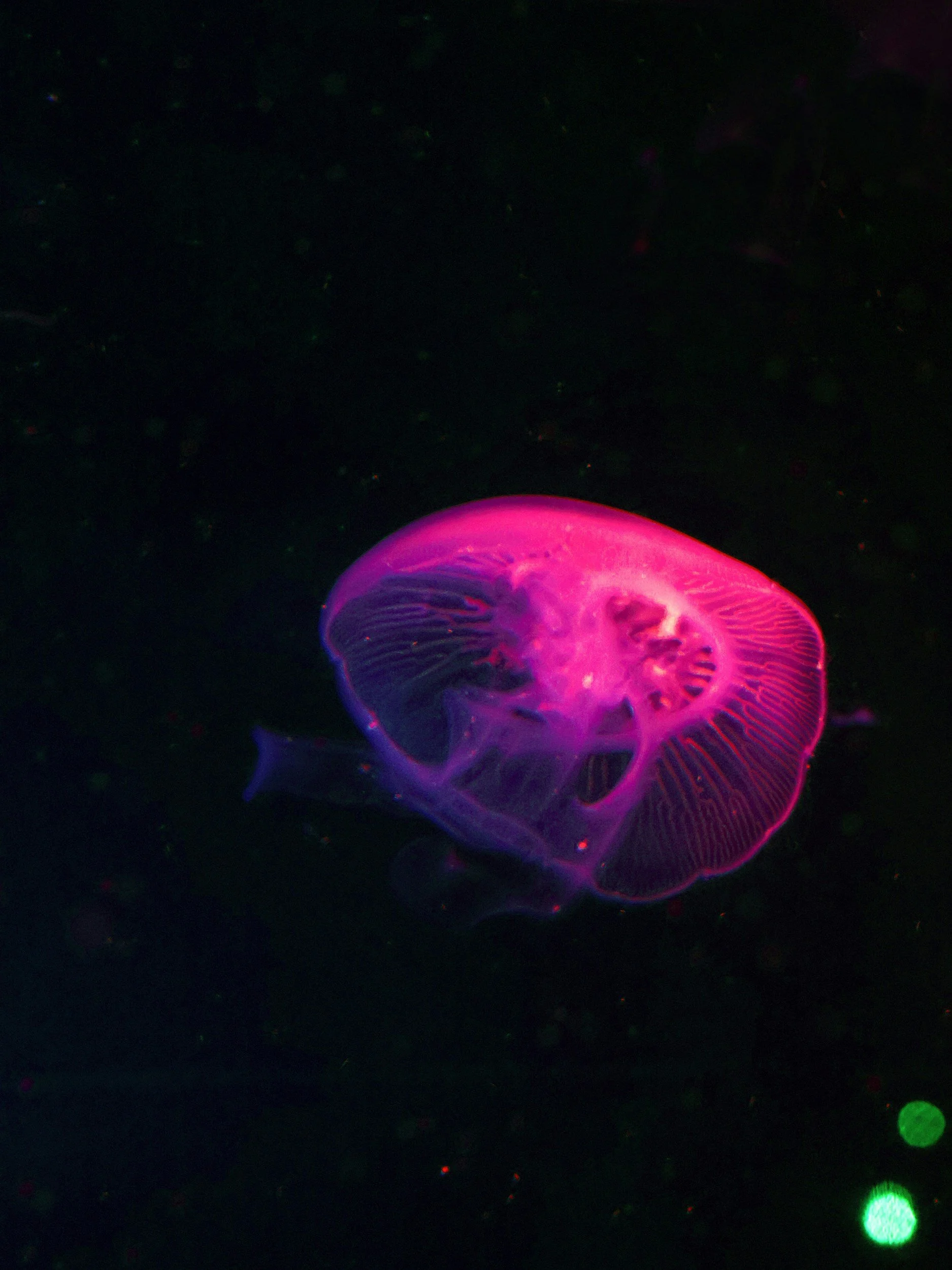 Building a Portfolio Site in Squarespace: The Professional's Approach