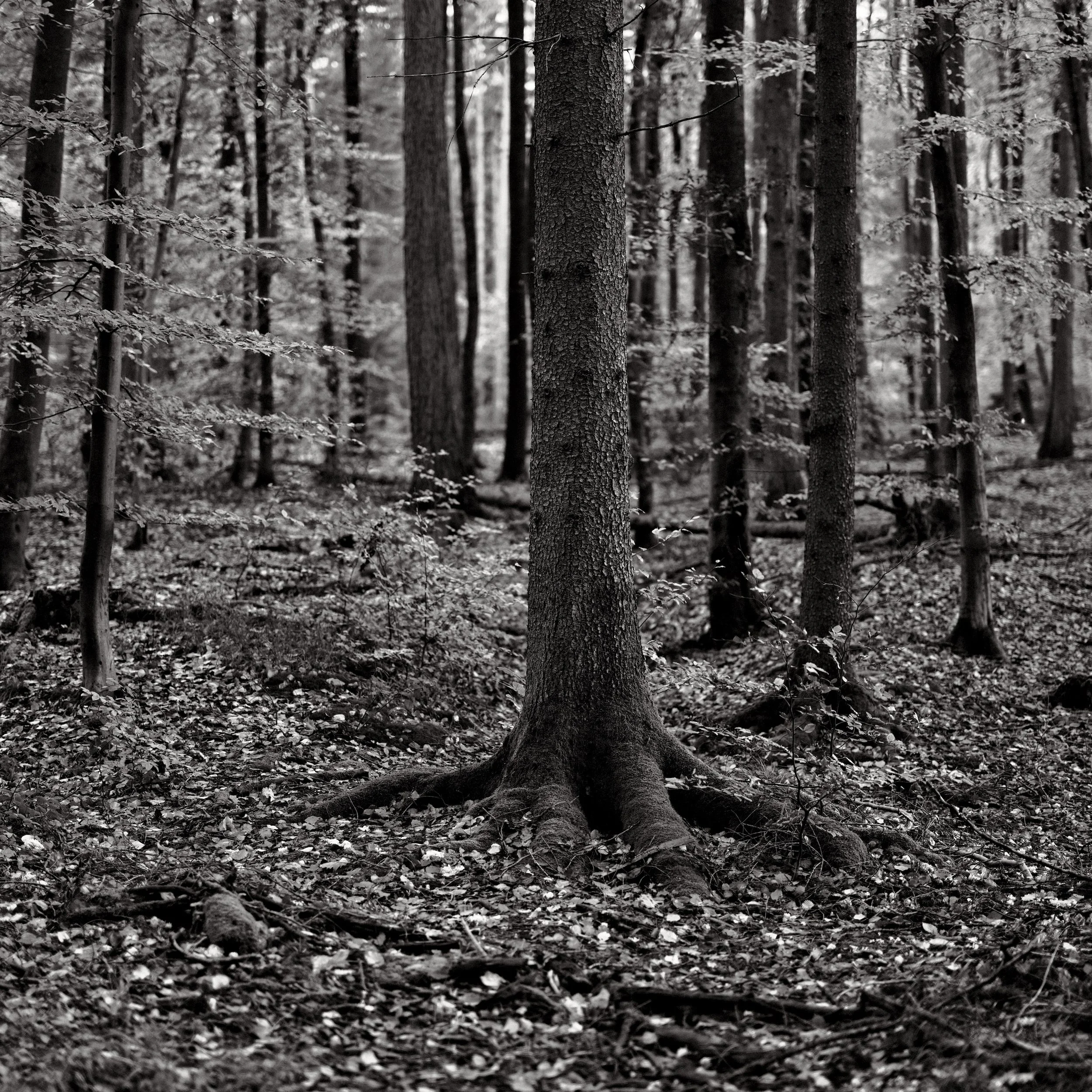 Untitled, from the series Between Forests, © Lennard Grohn