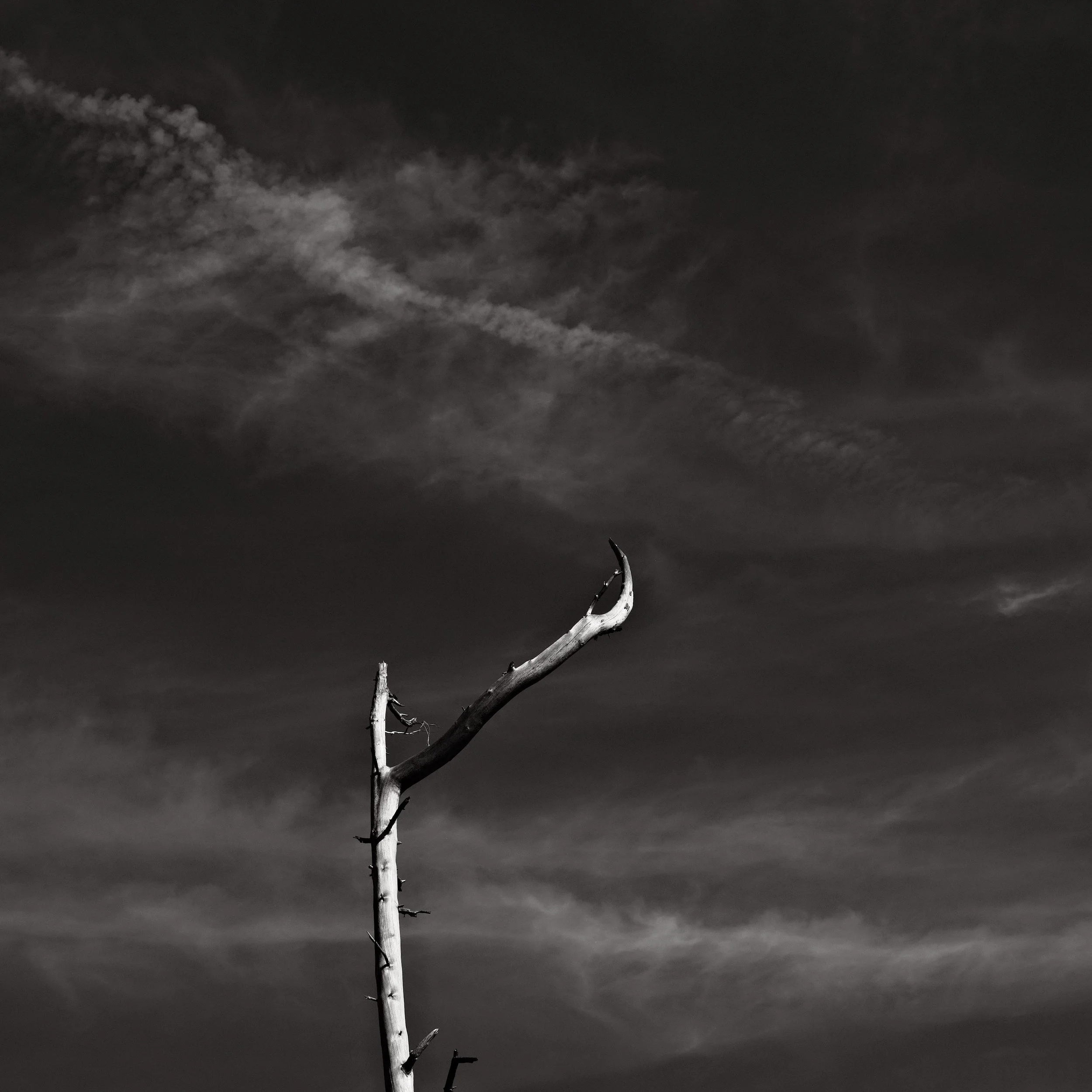 Untitled, from the series Between Forests, © Lennard Grohn