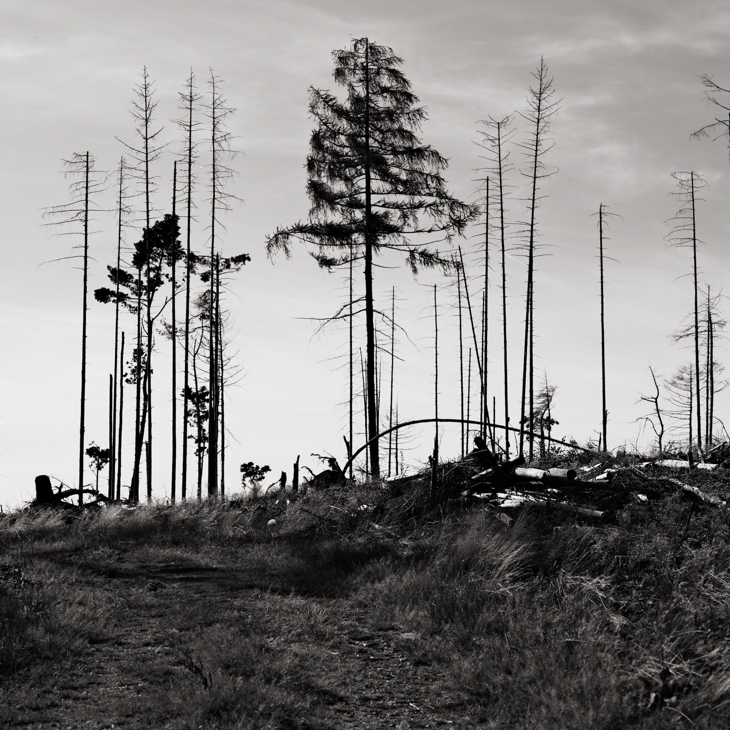 Untitled, from the series Between Forests, © Lennard Grohn