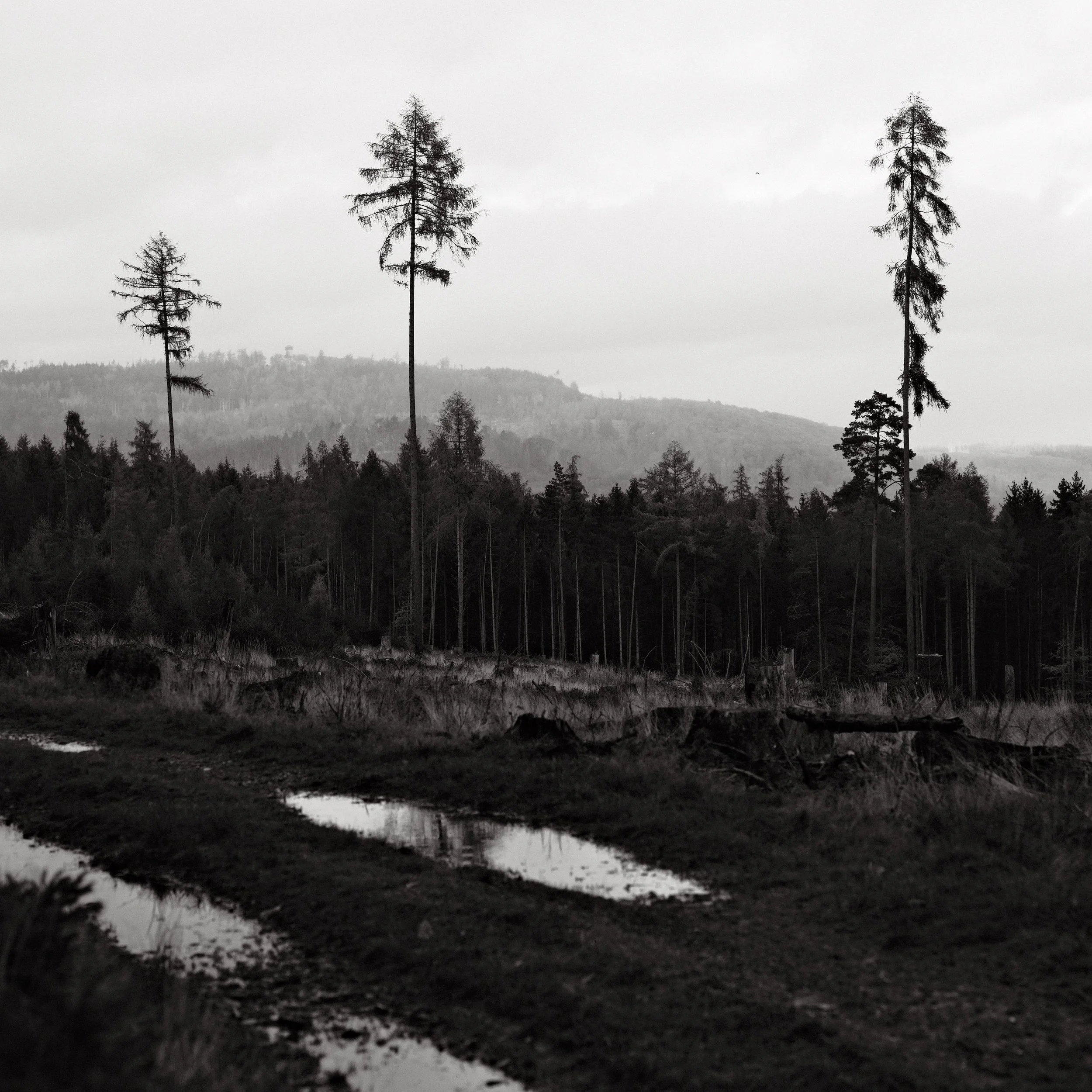 Untitled, from the series Between Forests, © Lennard Grohn