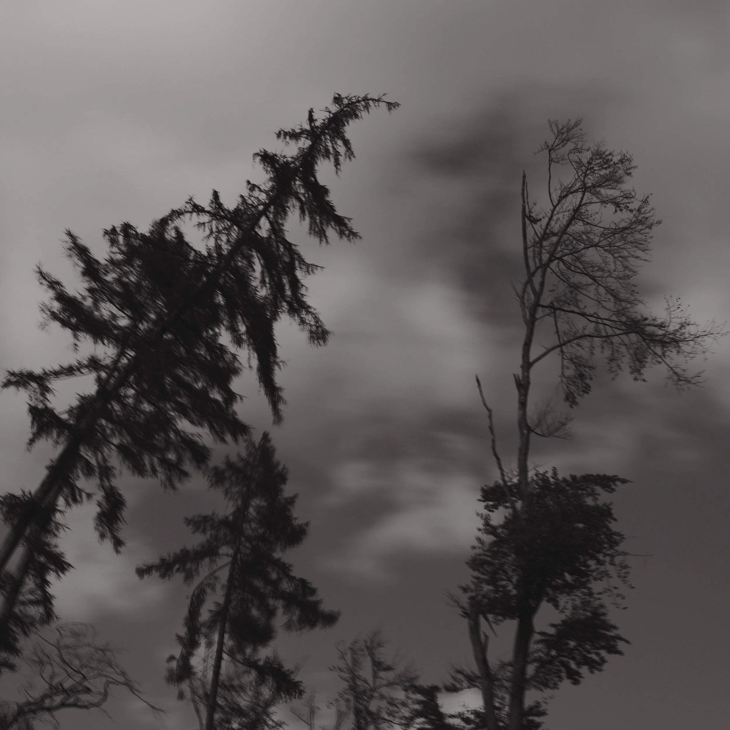 Untitled, from the series Between Forests, © Lennard Grohn