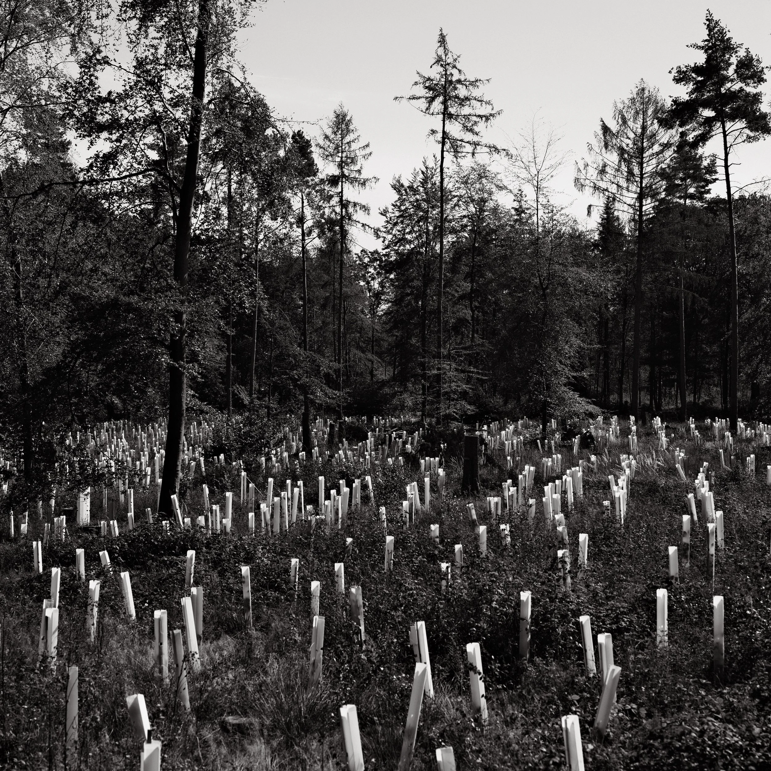 Untitled, from the series Between Forests, © Lennard Grohn