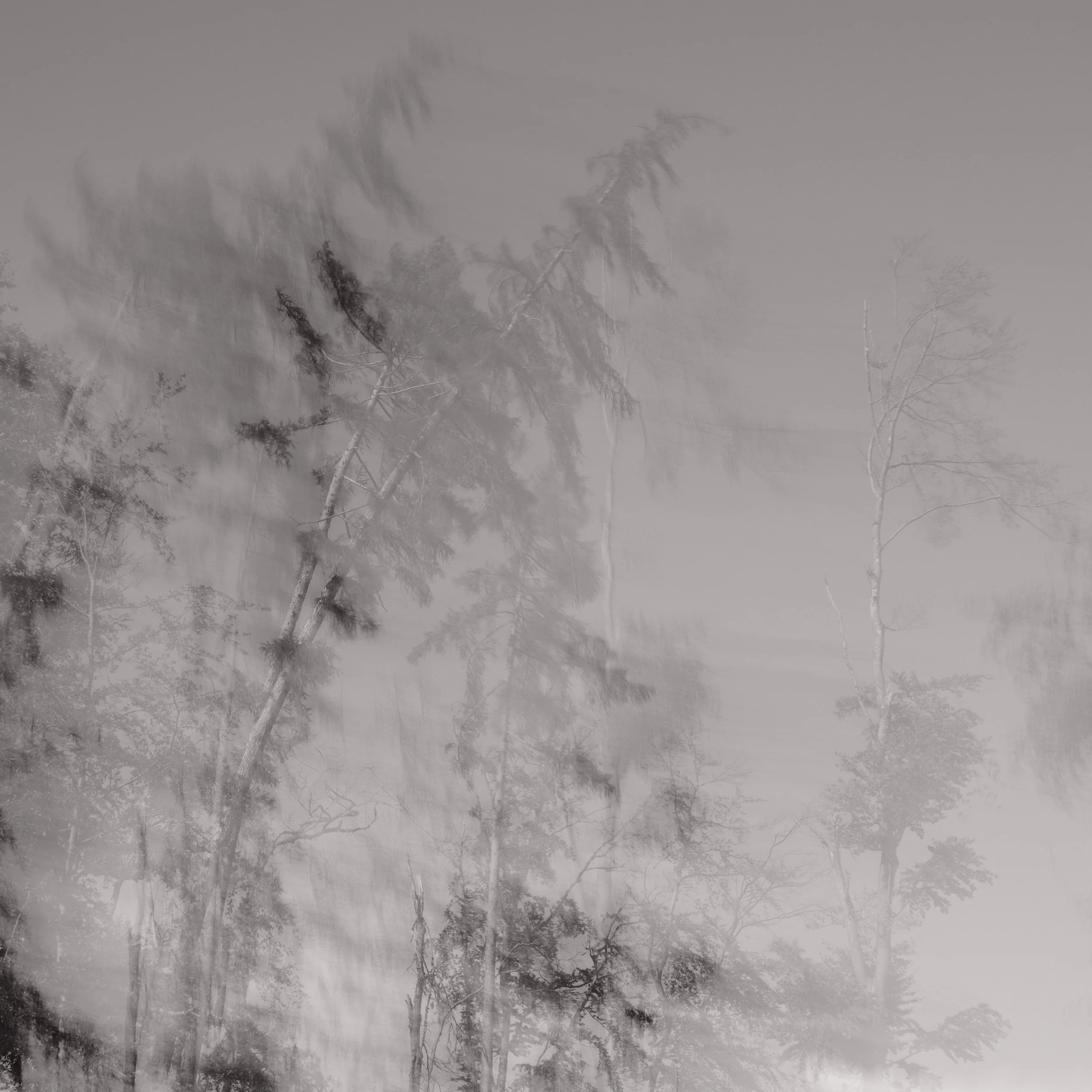 Untitled, from the series Between Forests, © Lennard Grohn
