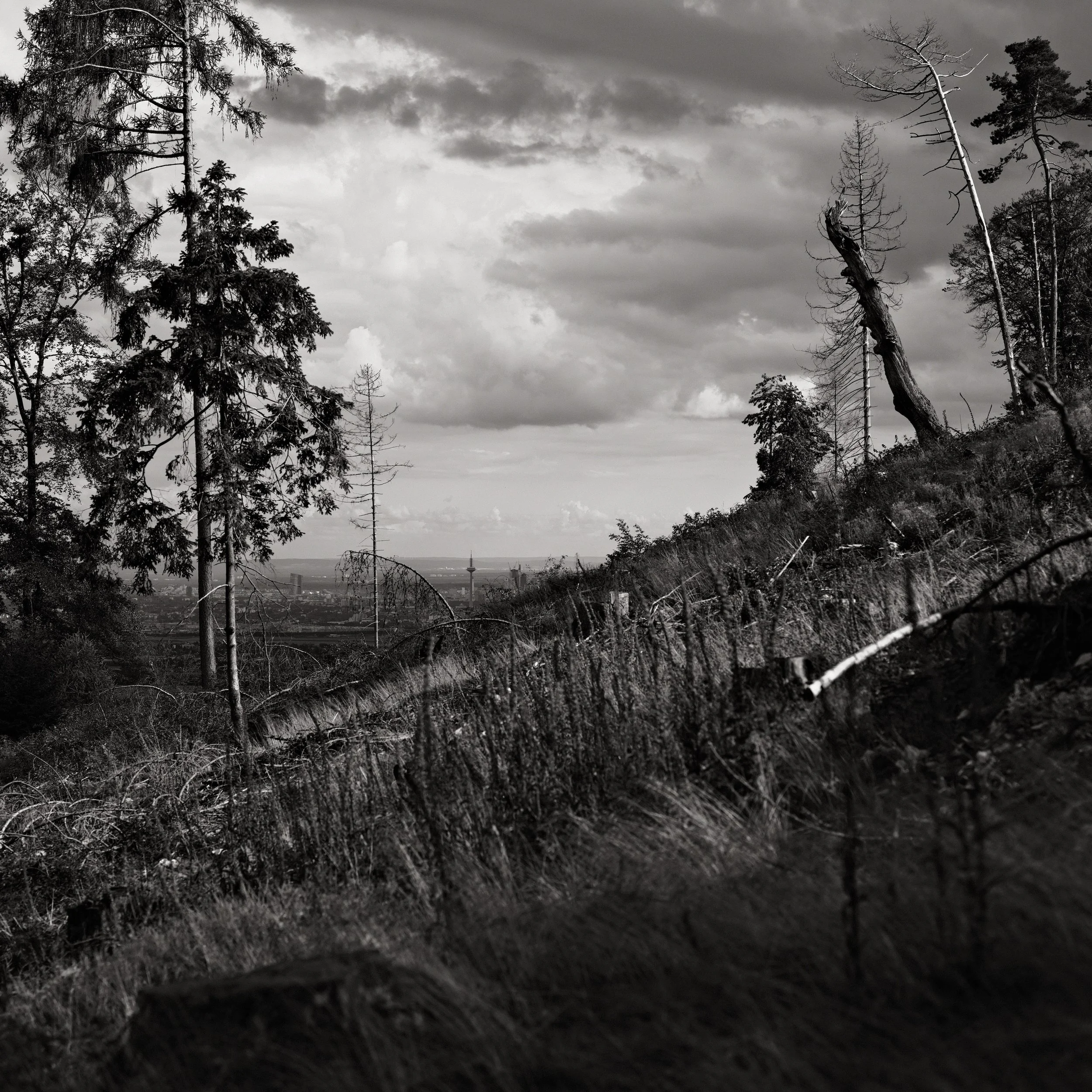 Untitled, from the series Between Forests, © Lennard Grohn
