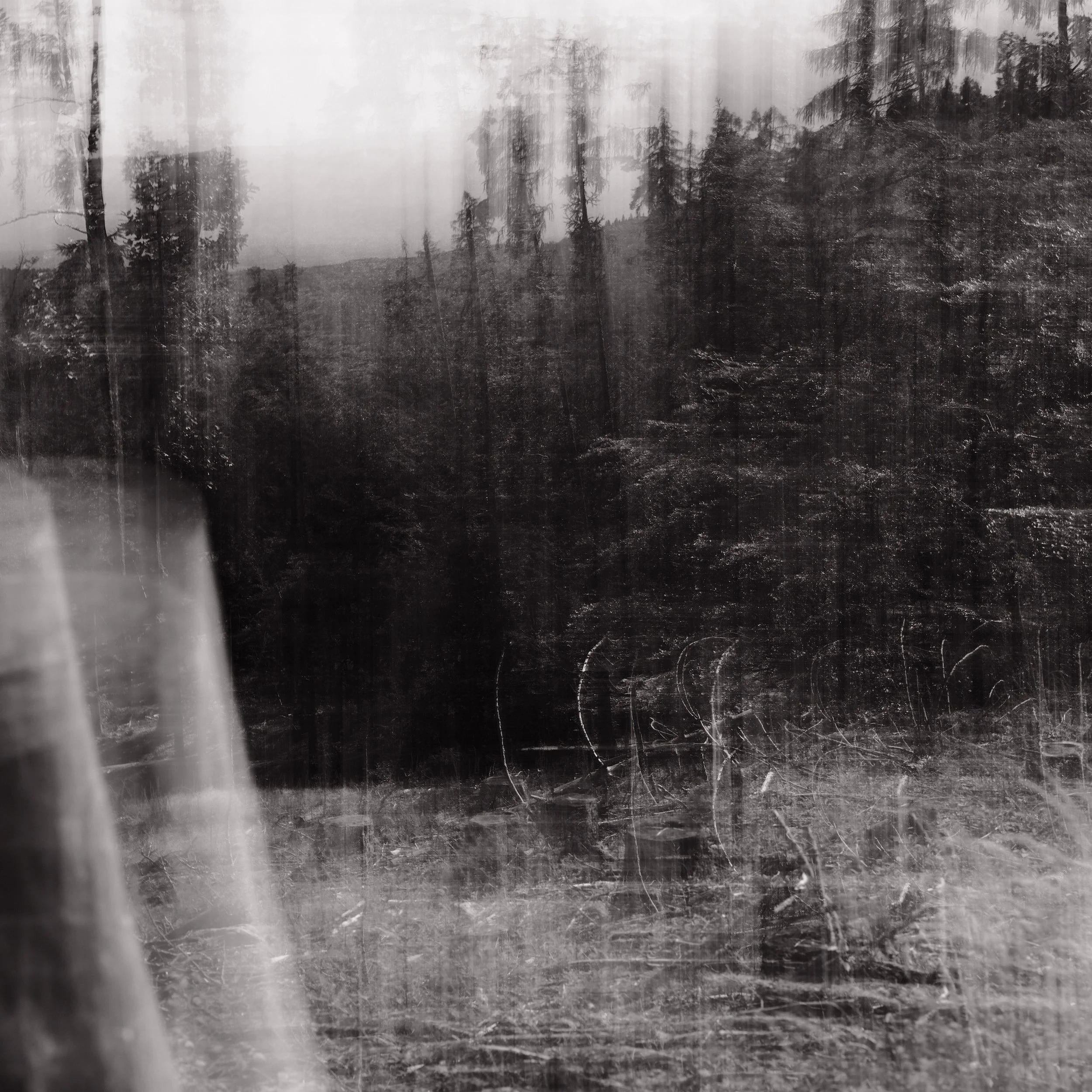 Untitled, from the series Between Forests, © Lennard Grohn