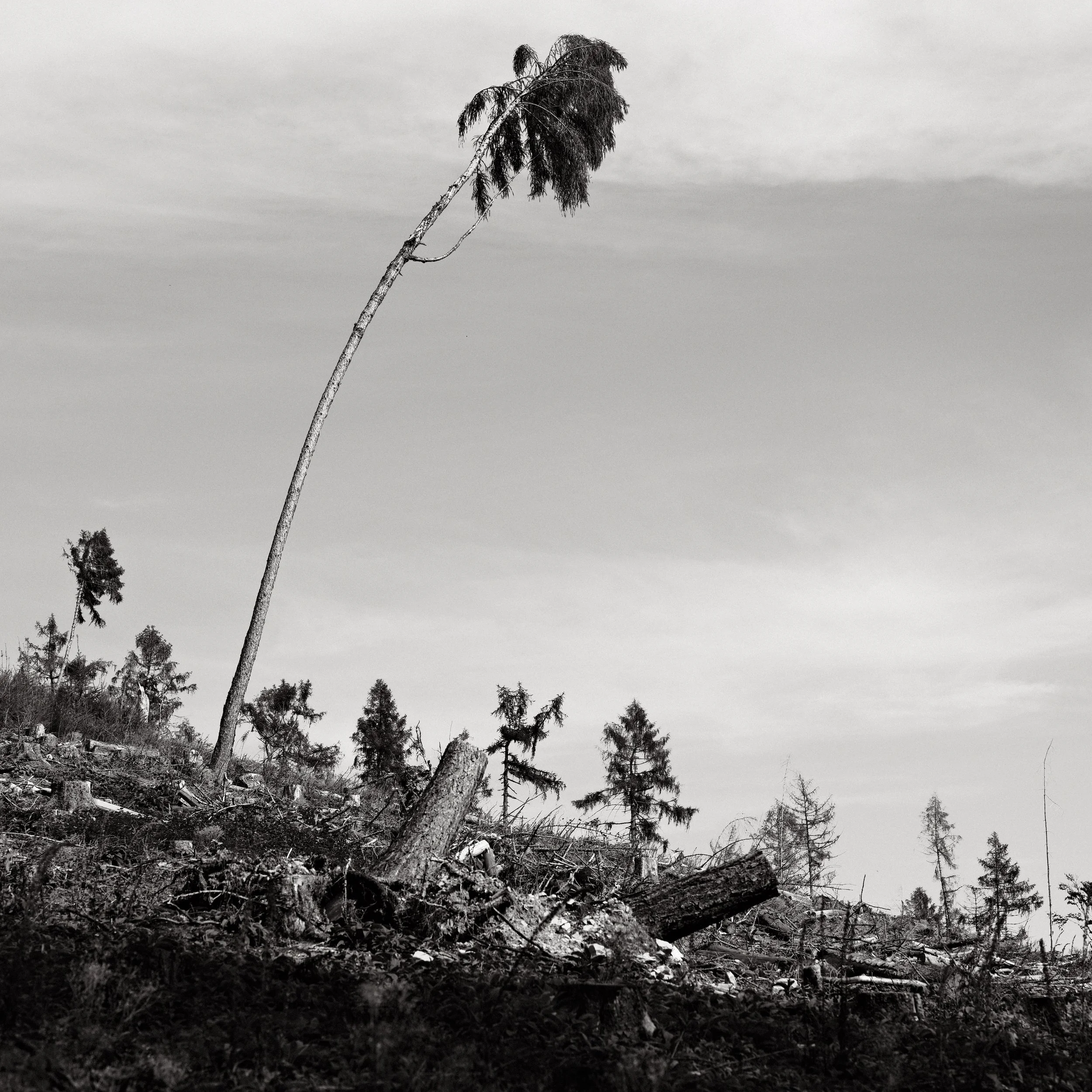 Untitled, from the series Between Forests, © Lennard Grohn