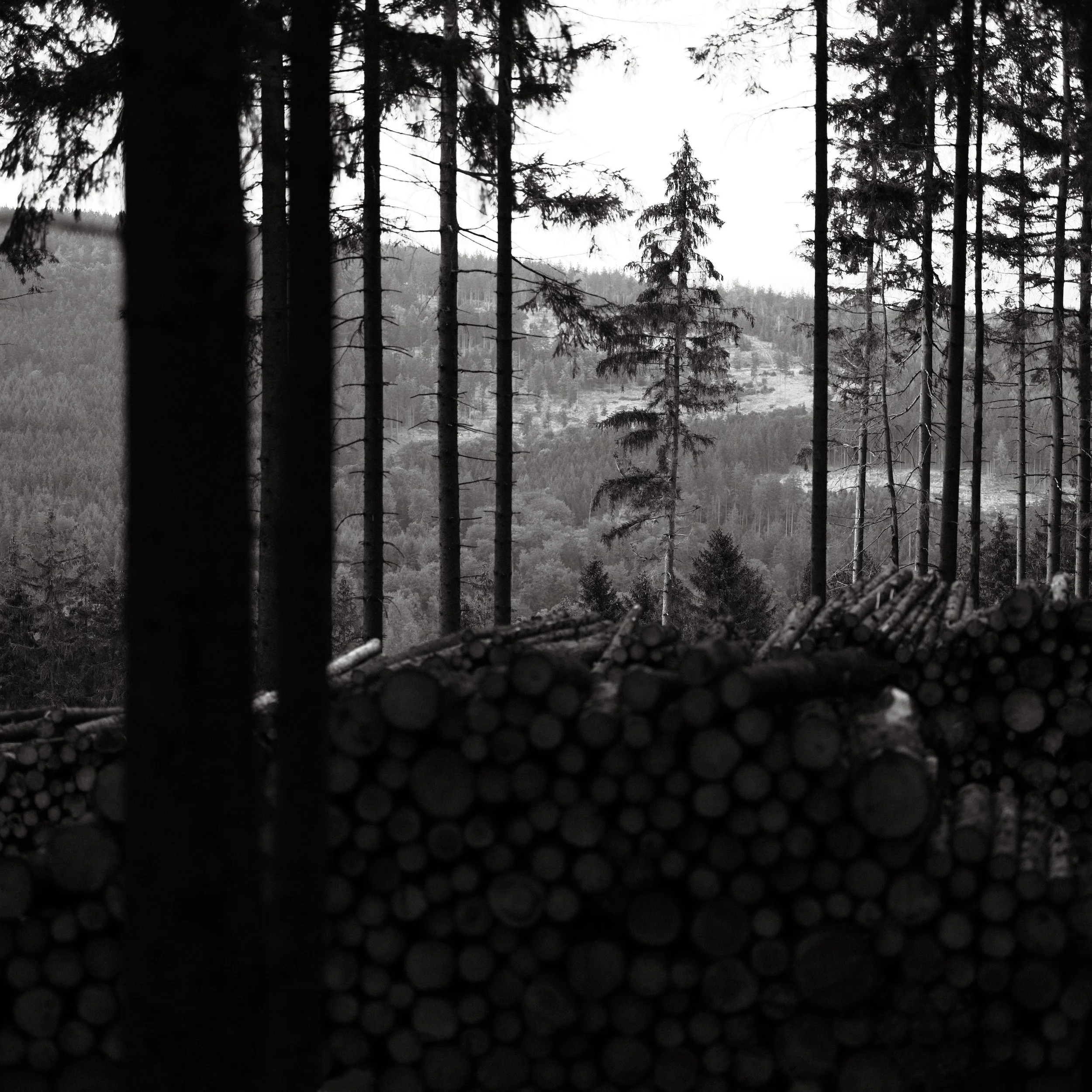 Untitled, from the series Between Forests, © Lennard Grohn