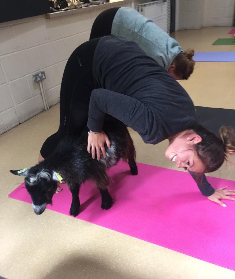 Public Goga classes