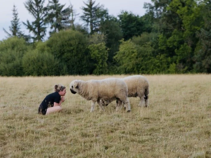 black nose Valais sheep.jpg