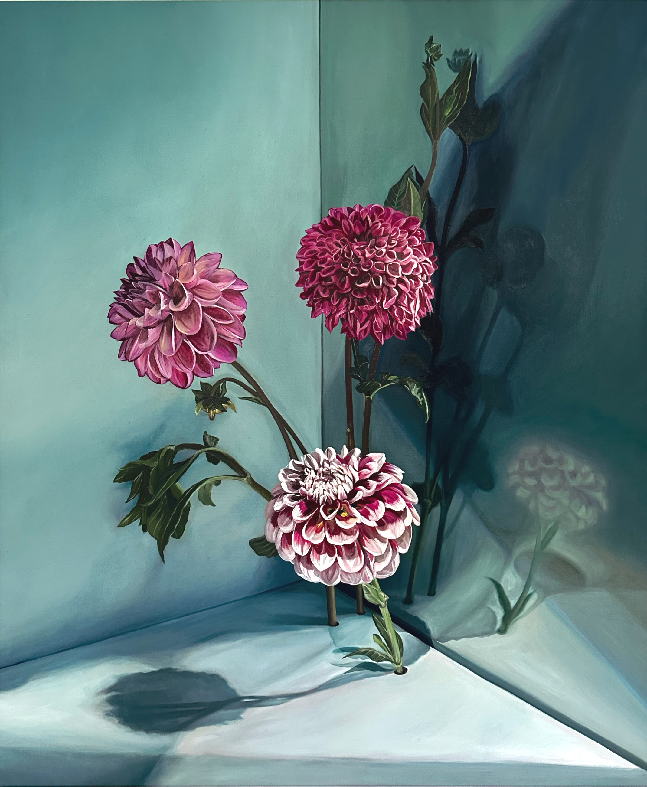 Dahlia Series