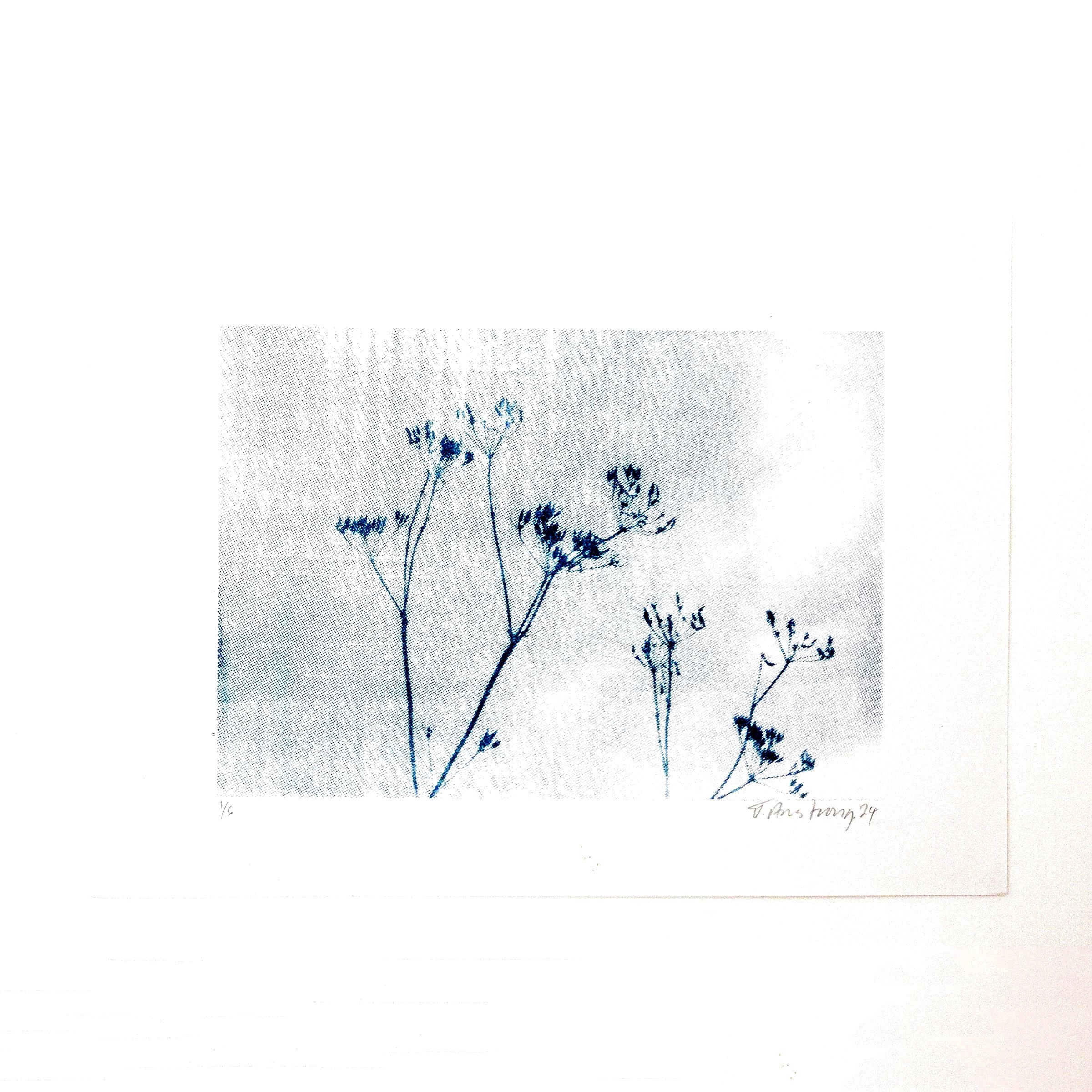 A4_CowParsley_HazyDays_Blu_6off_Square.jpg