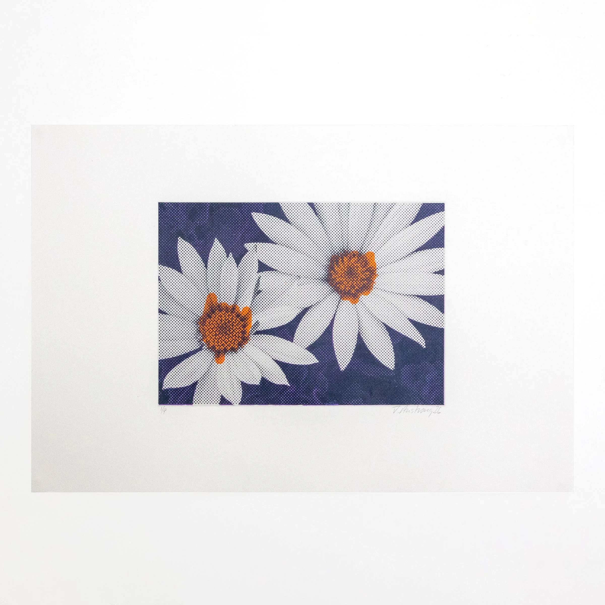 Vio_Org_Nvy_Dasies-square.jpg