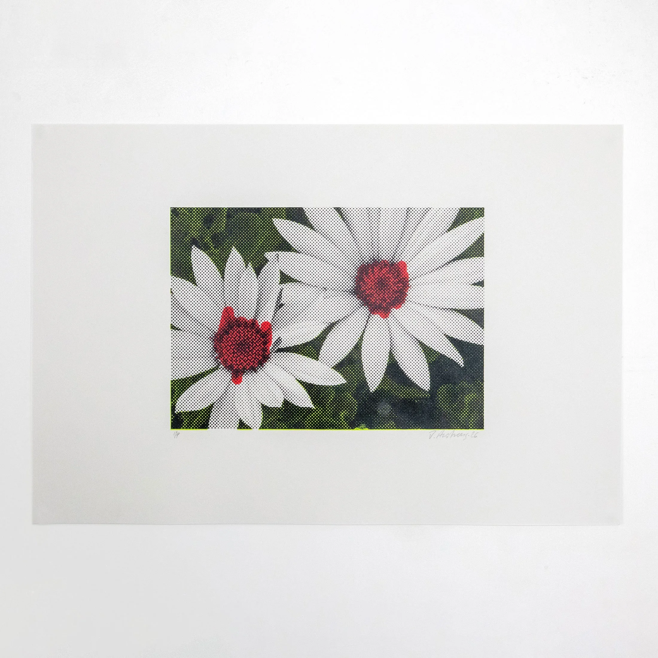 Lim_Mag_Blk_Dasies-square.jpg