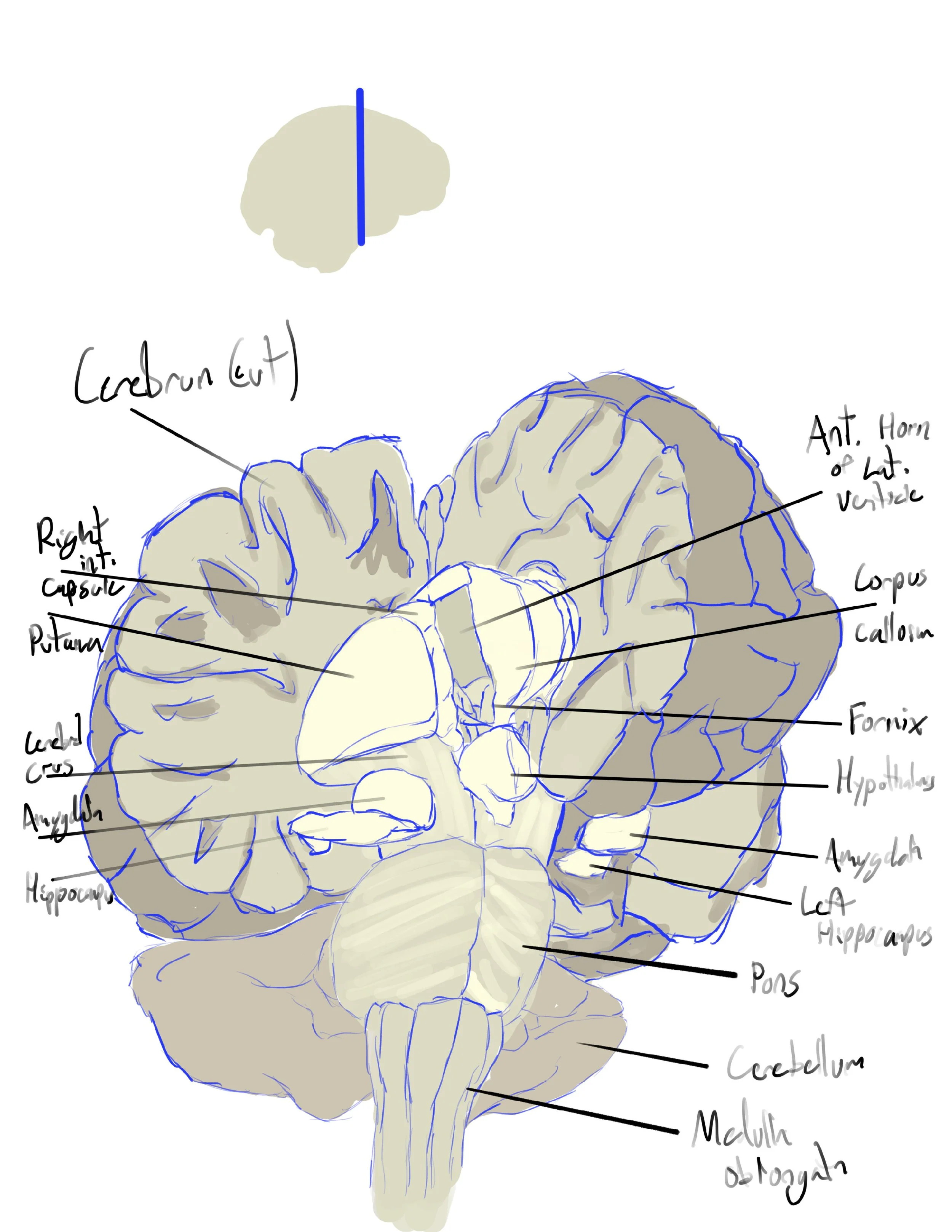 Comprehensive_Amygdala copy.jpg