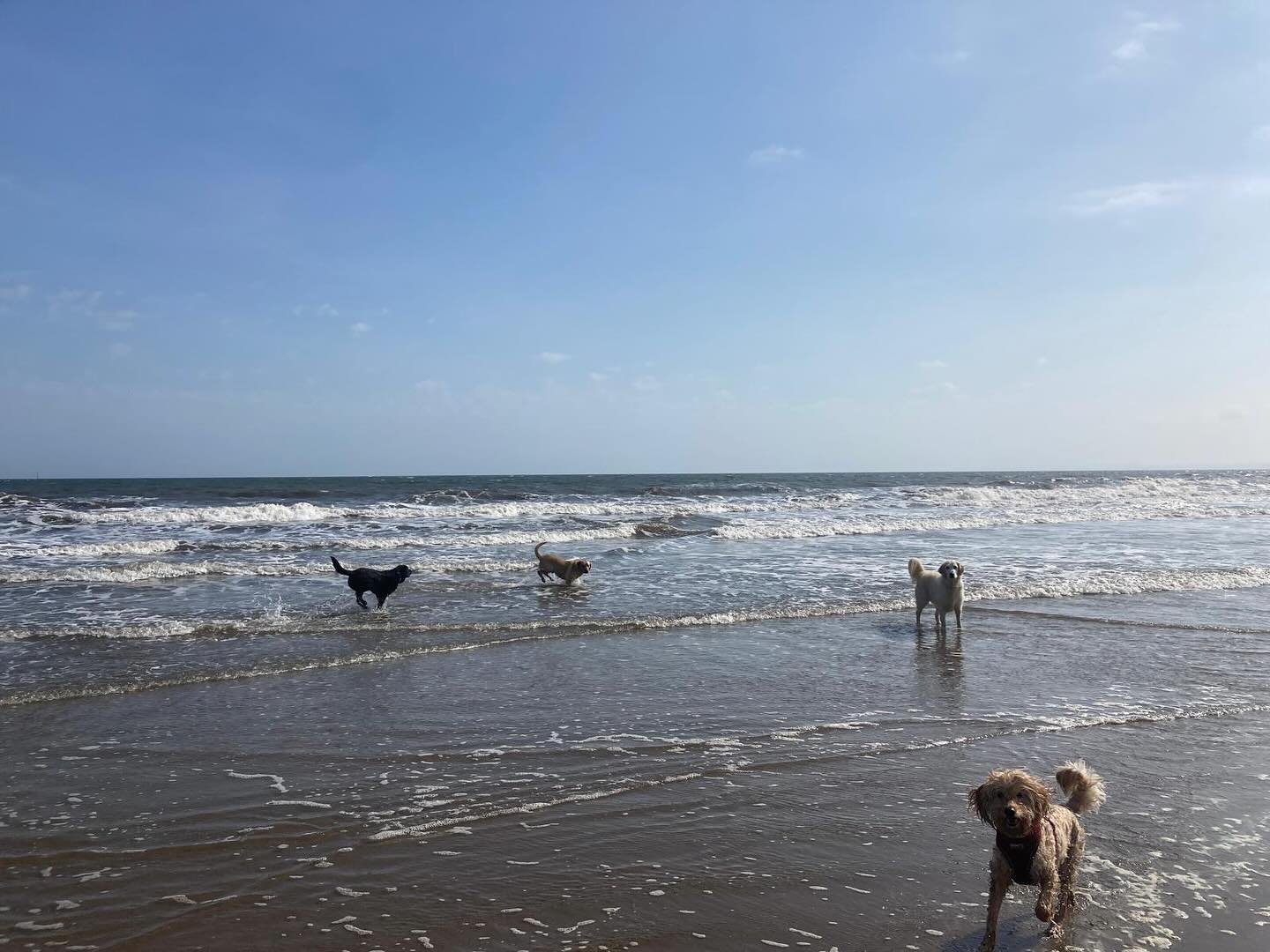Beach day!! 😎☀️ #sunsout #sociablehounds