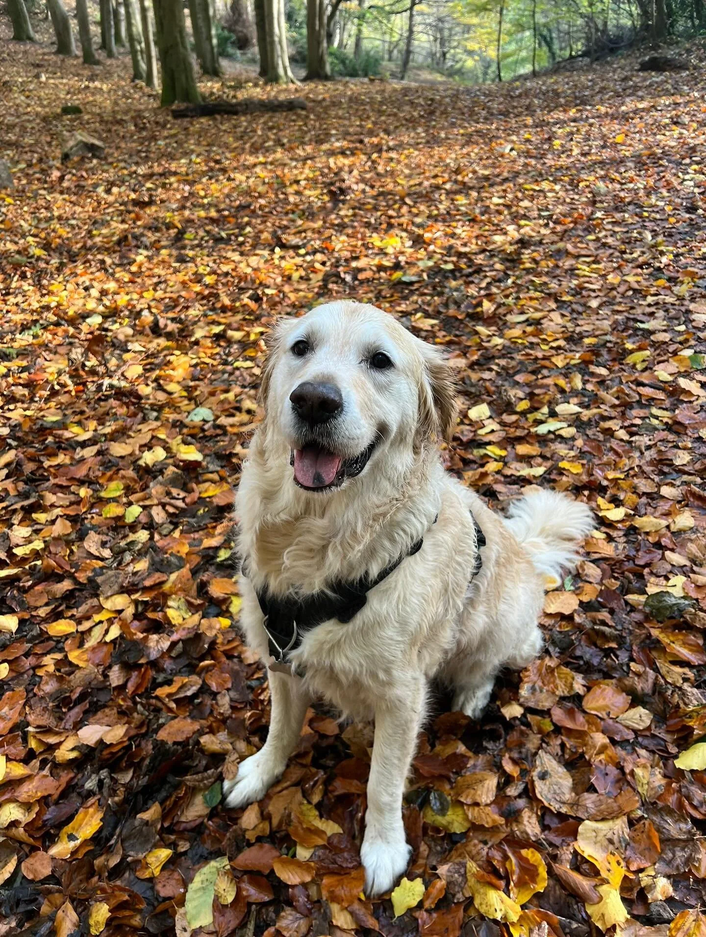 The best time of year 🧡🍂 #autumn #sociablehounds