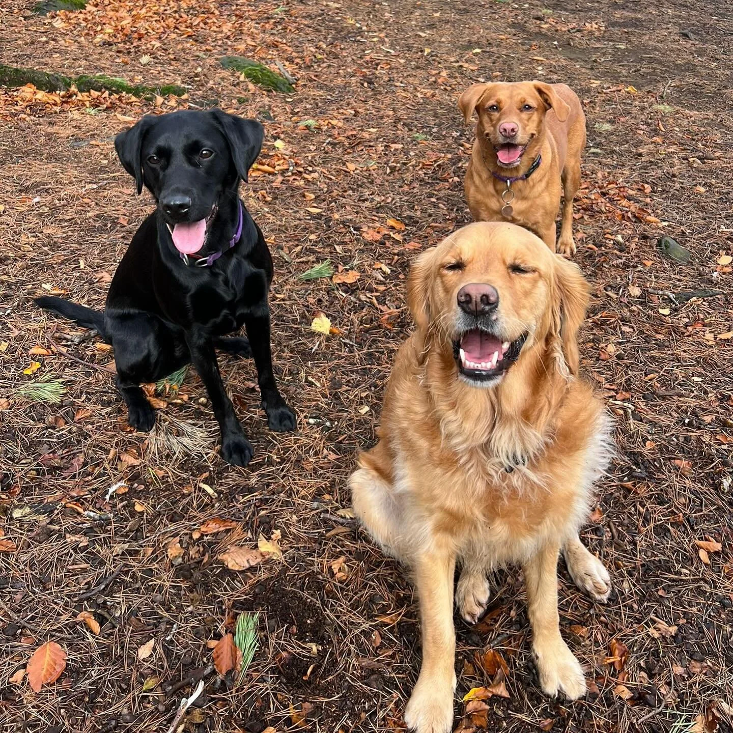 3 smiley girls 🥰❤️ #saycheese #sociablehounds