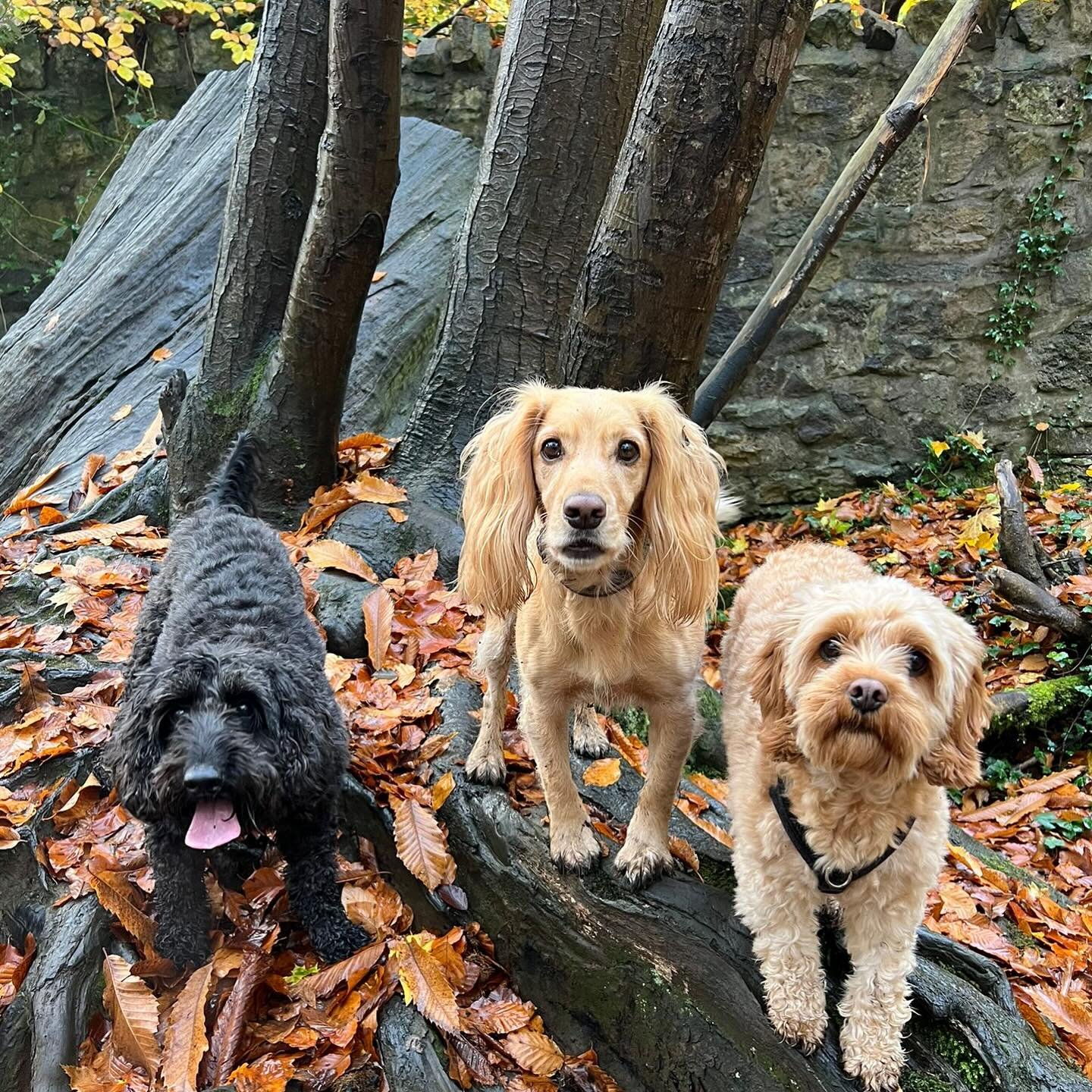 😍🍂🧡 #sociablehounds