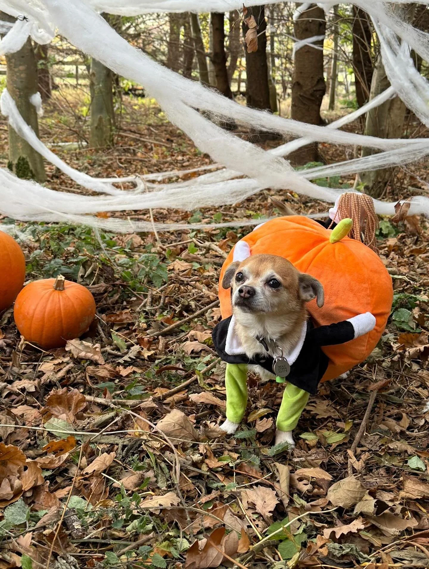 ⭐️⭐️ TOP DOG OF THE WEEK ⭐️⭐️

Our top dog of the week goes to Benji for being the best dressed at our Halloween party and making us all laugh so much with his costume 🎃 

#sociablehounds #topdog