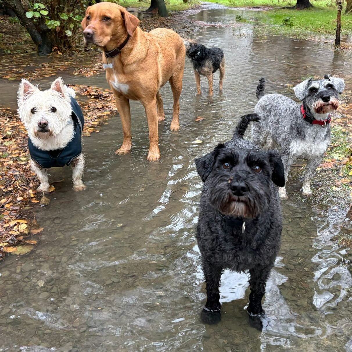 We don&rsquo;t mind a few puddles 😂☔️ #stillraining #sociablehounds