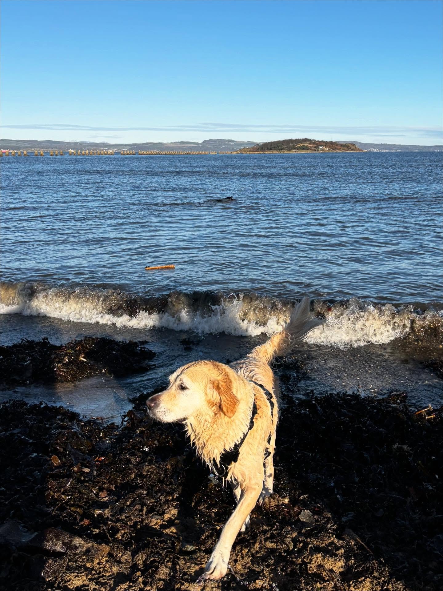 ⭐️⭐️ TOP DOG OF THE WEEK ⭐️⭐️

Our top dog of the week goes to Rodney for being so happy at our social walk on Sunday at Cramond Beach 💛 he was very welcoming to the other pawents by sitting on their feet 😂 and just having the best time in the wate