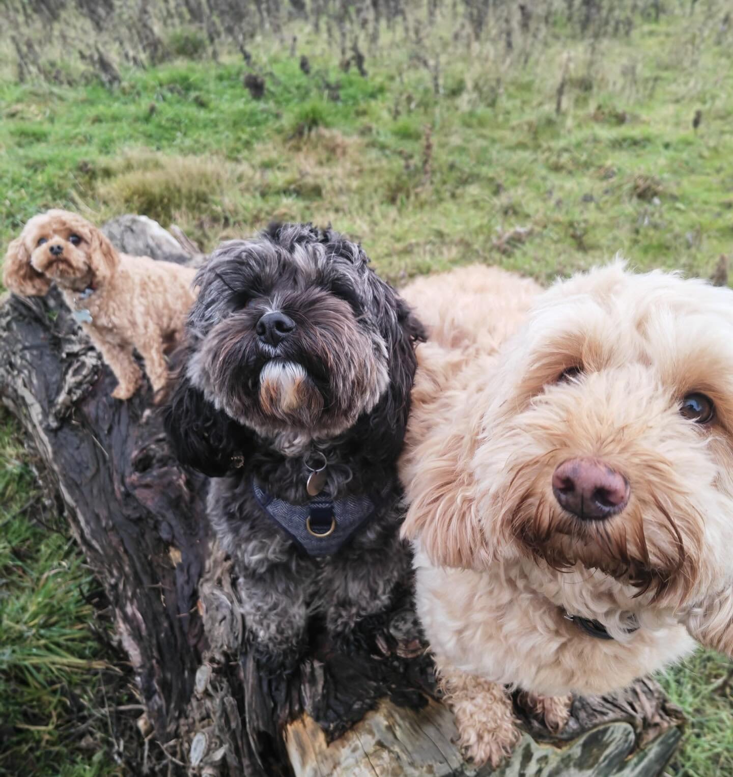 🥹😍 #sociablehounds