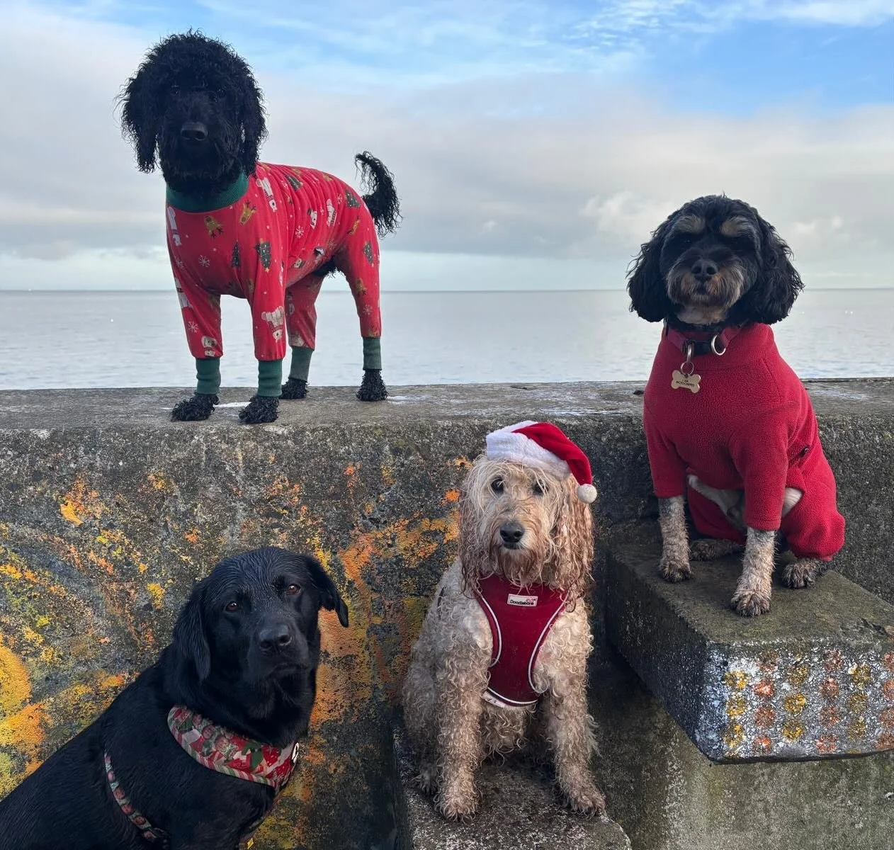 Waiting on Santa Paws 🎅🏼🐾 

Thanks so much to all of our amazing hounds for another great year! We hope you all have a wonderful Christmas and New Year 🎄🎅🏼 We will see you all on the 5th of January, ready for a new year of adventures 🐾🌲 ❤️

#