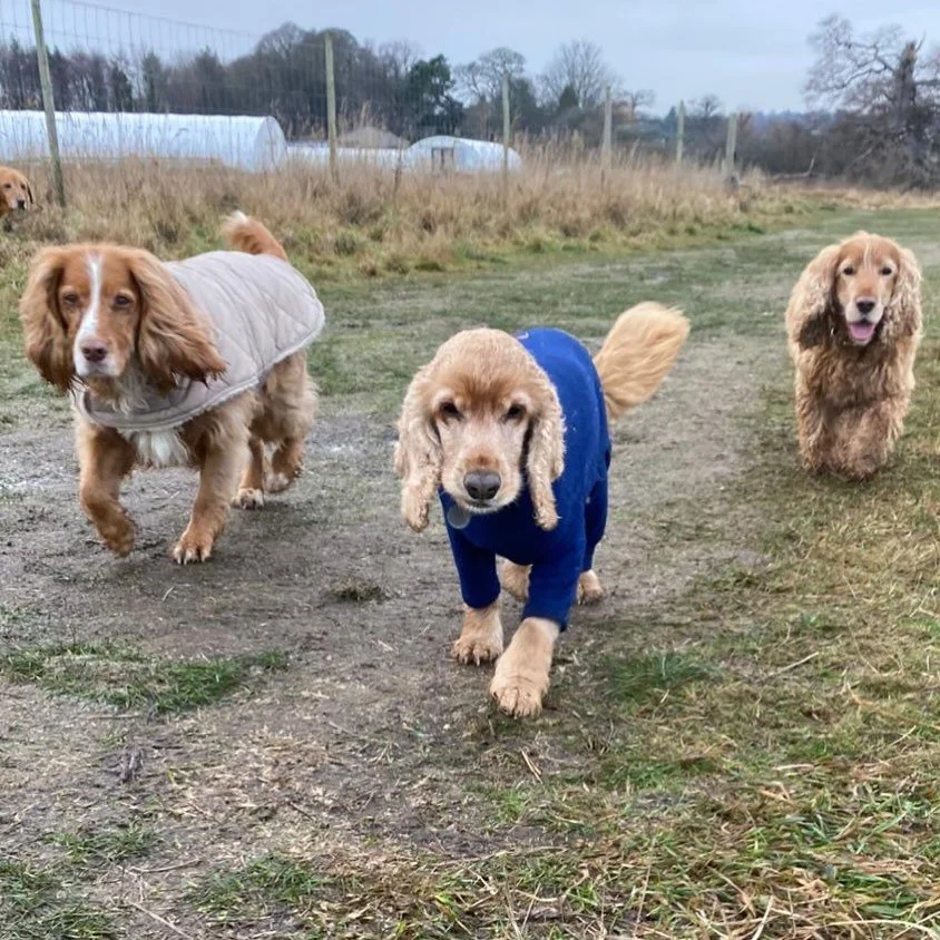 🧡🧡🧡 #sociablehounds