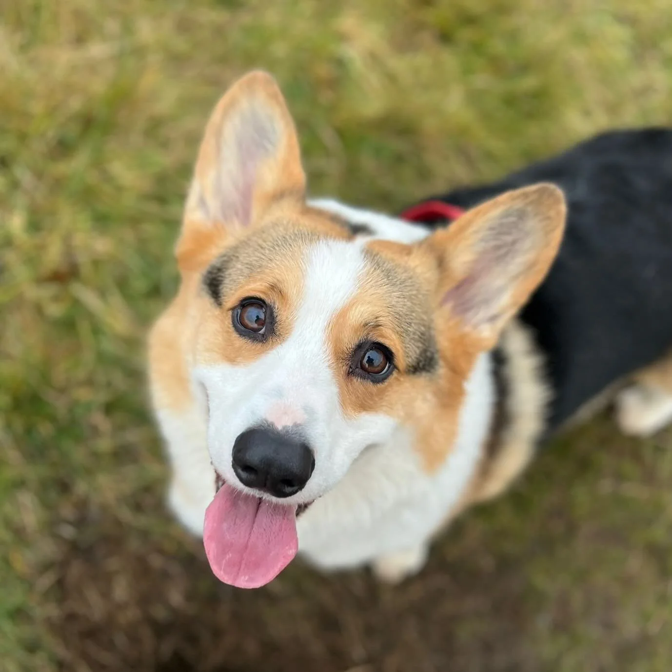 Happy Friday 😛 #fridayfeeling #sociablehounds