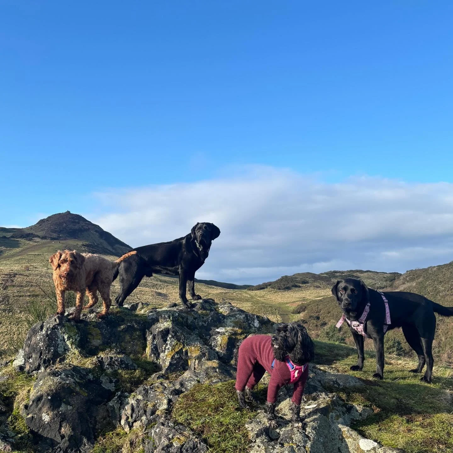 Finally, some blue sky 😍☀️ #sociablehounds