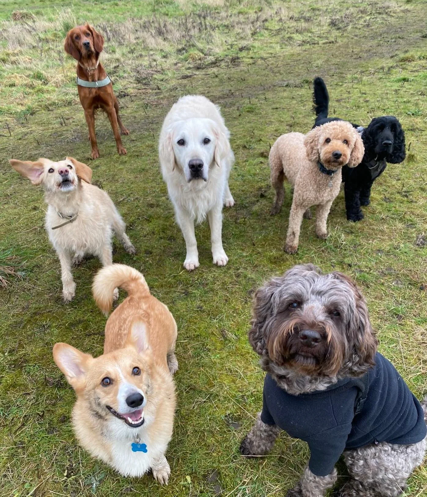 Thursday faces 🥰🐾 #sociablehounds