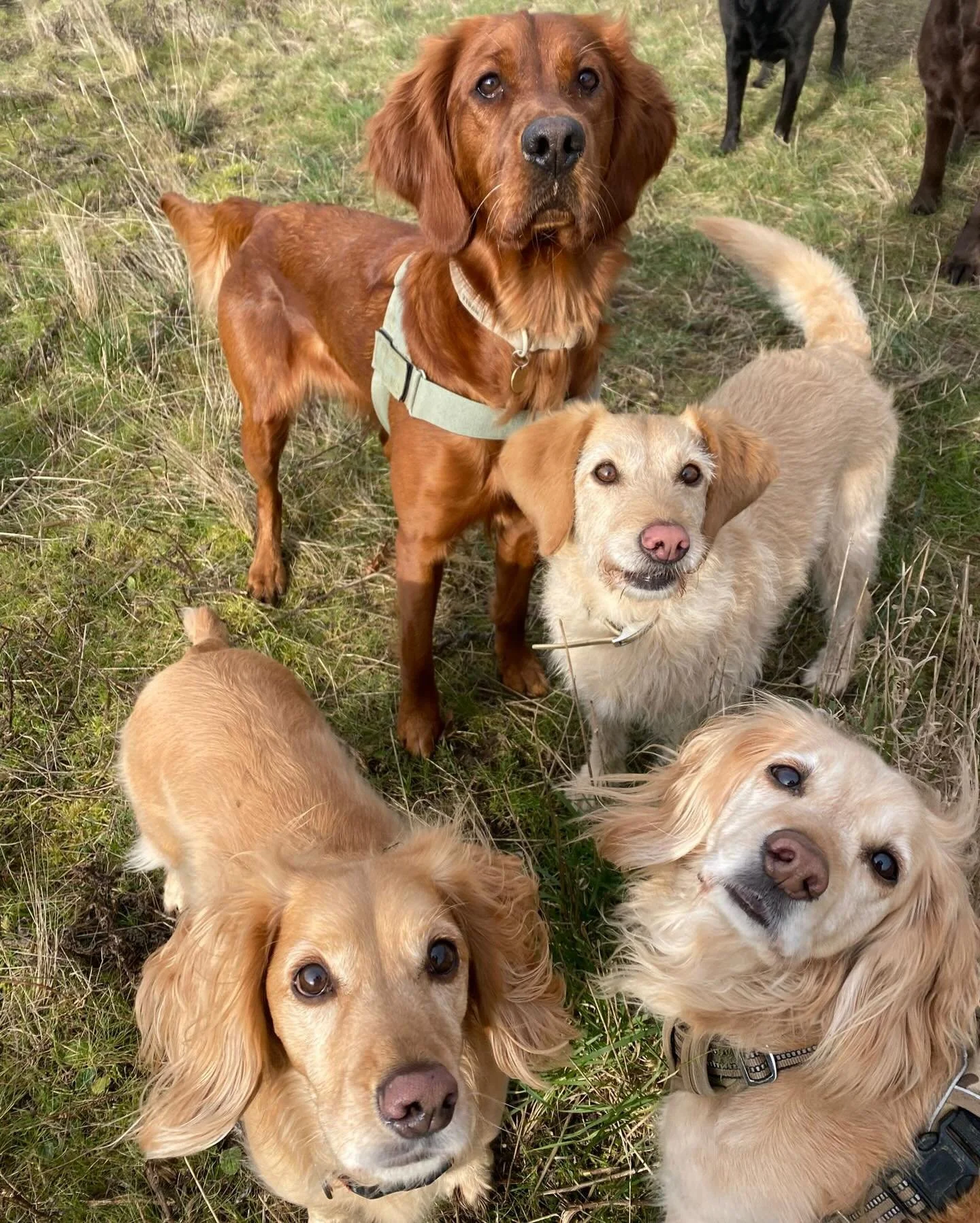 💛🧡 #sociablehounds