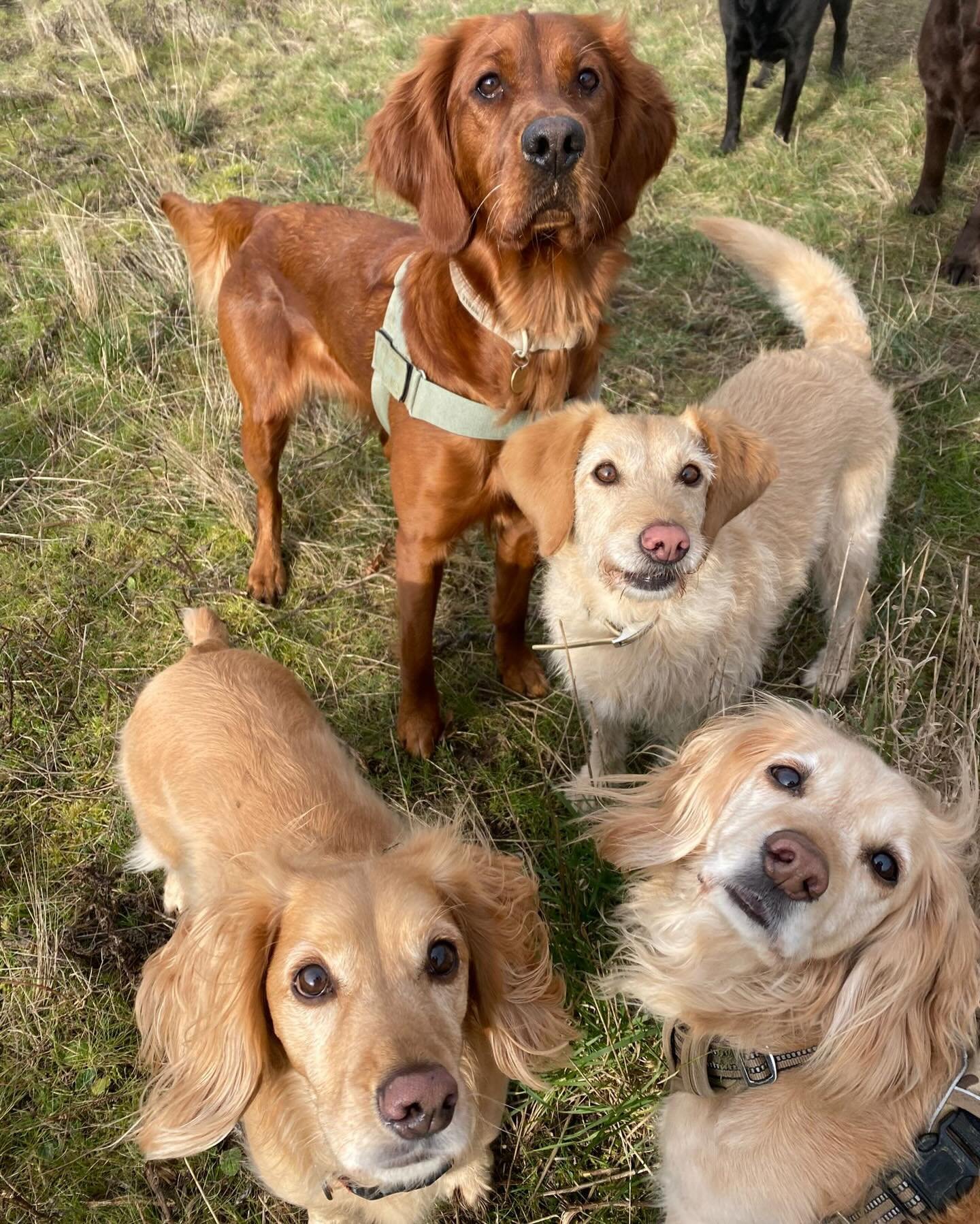 💛🧡 #sociablehounds