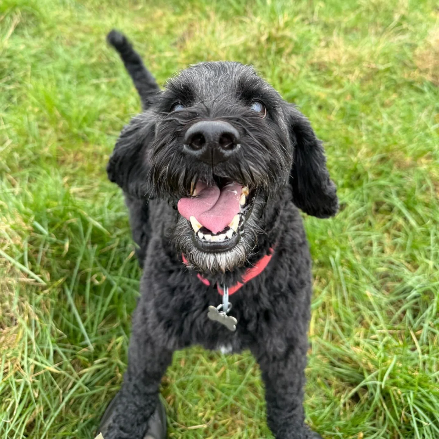 Big smiles because we had some dry walks today 🎉😀 #sociablehounds