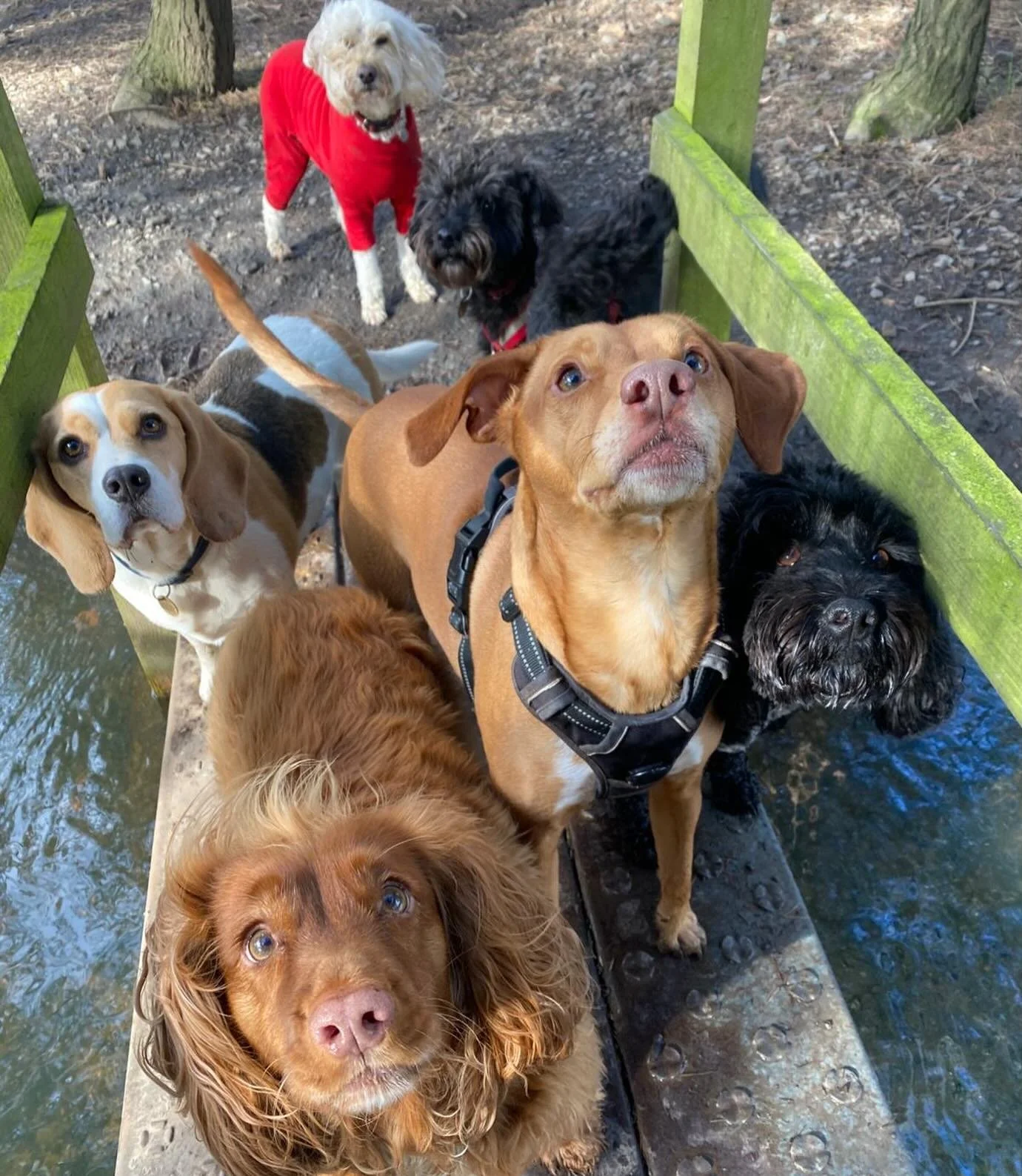 Treats please 🍪 #biscuittime #sociablehounds