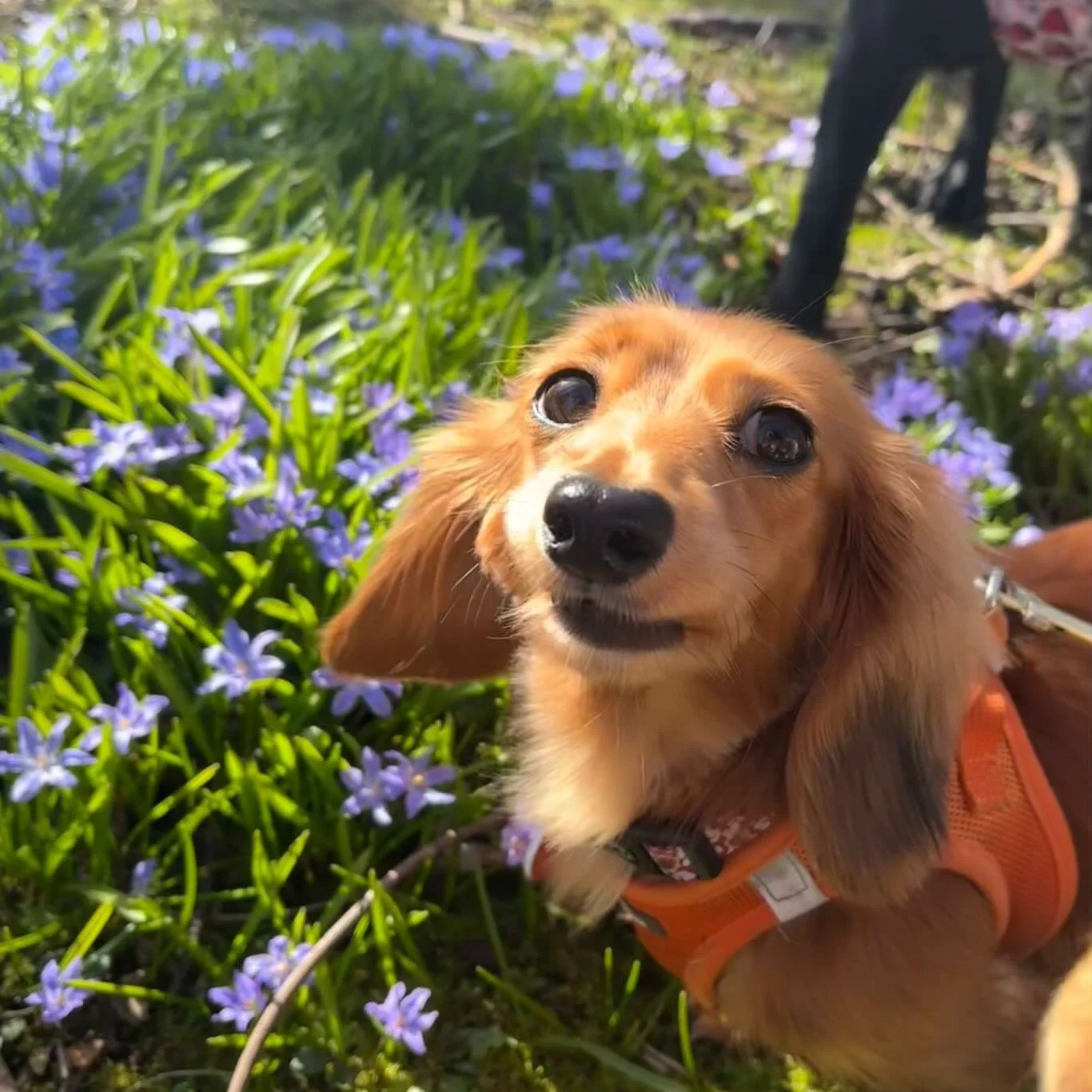 🥹🌸 #springishere #sociablehounds