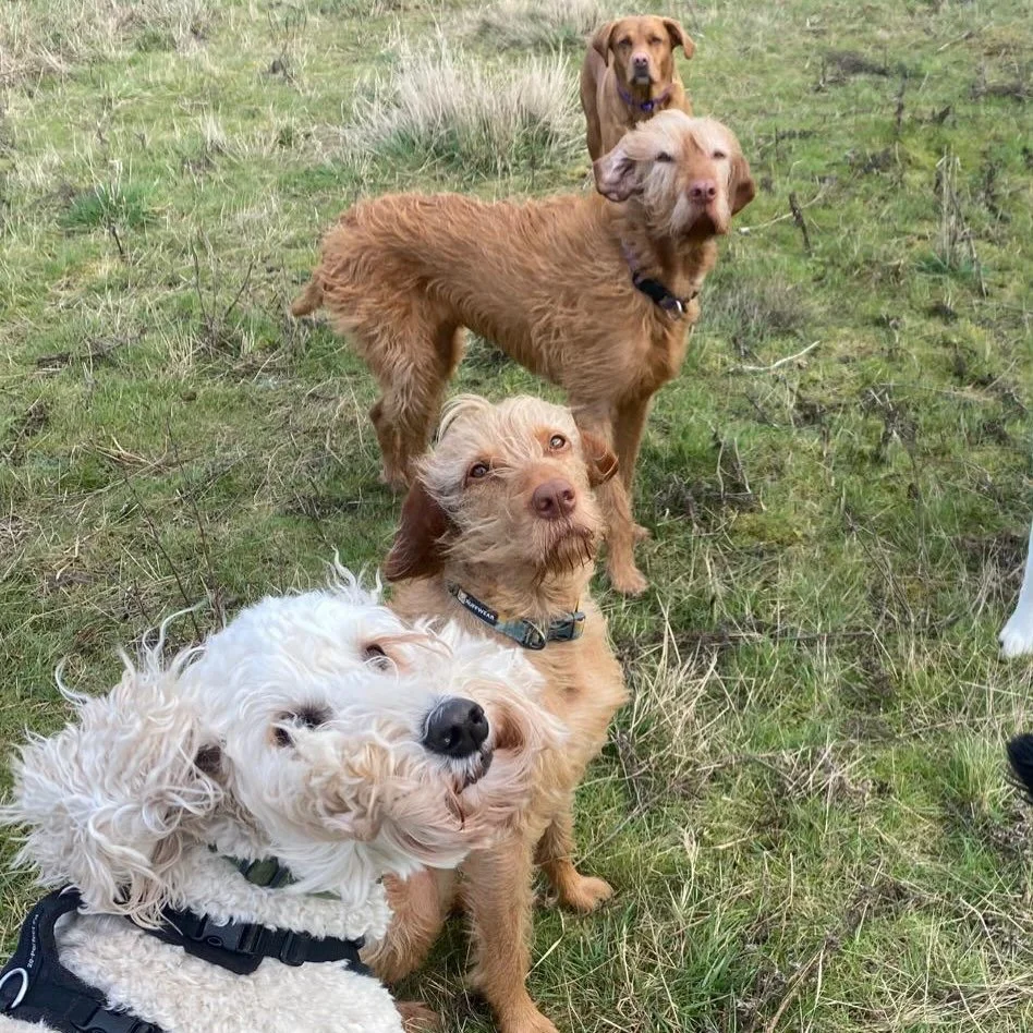 Windswept and interesting 🌬️😂 #bitwindy #sociablehounds