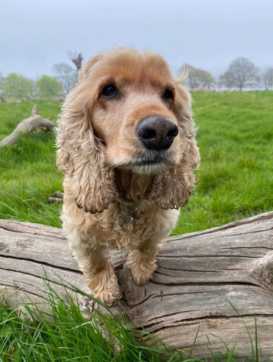 Yesterday we said goodbye to our beautiful Piper 💔

As Claire&rsquo;s beloved girl, Piper has been a huge part of Sociable Hounds since almost the very beginning. She was there for the early morning van rides, countless adventures, and welcomed so m