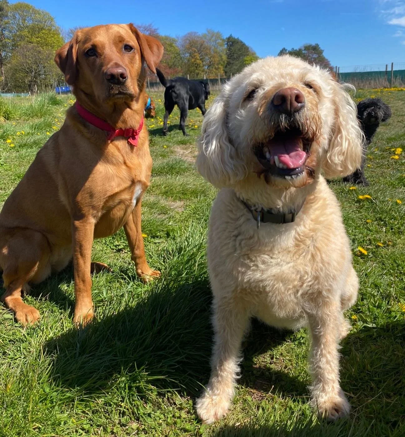 Happy Friday 🥰☀️ #weekendishere #sociablehounds