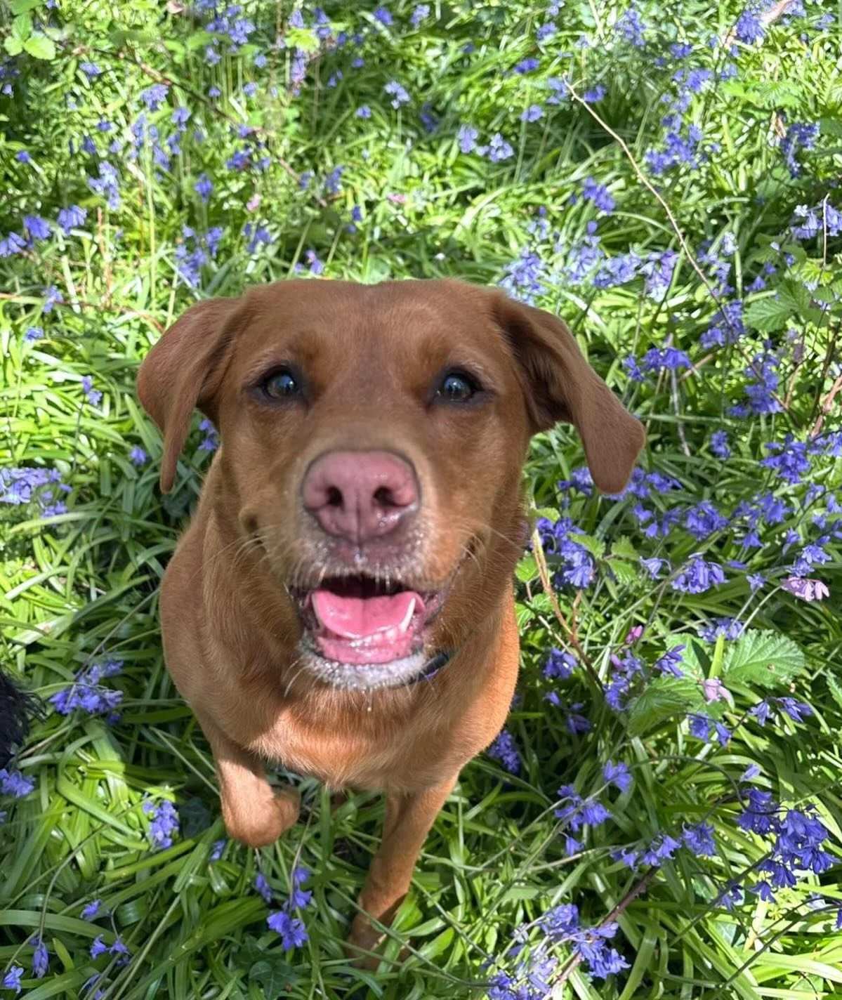 🪻🌻 #sociablehounds #springhassprung