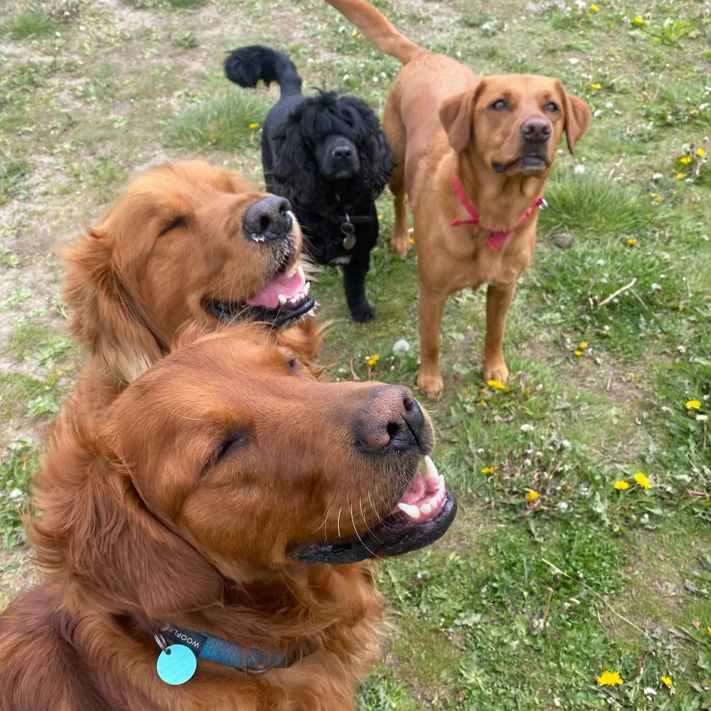 Happy weekend everybody! 🐾😝 #sociablehounds
