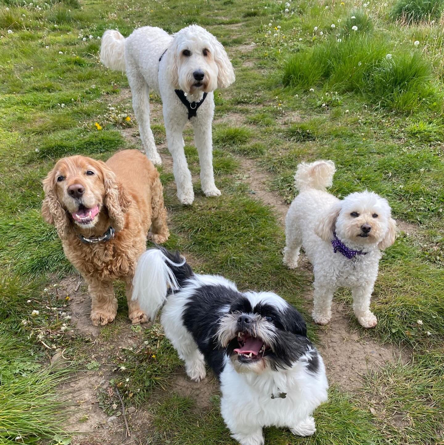 Happy Monday ☀️☔️ #sociablehounds