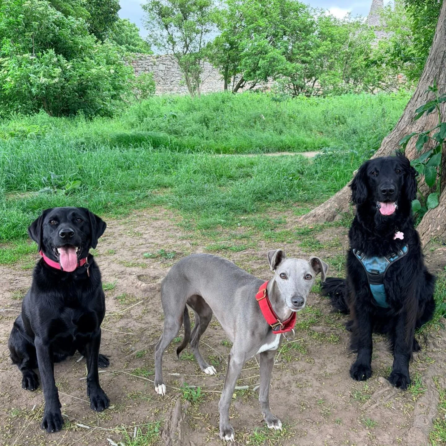 😝😝 #sociablehounds
